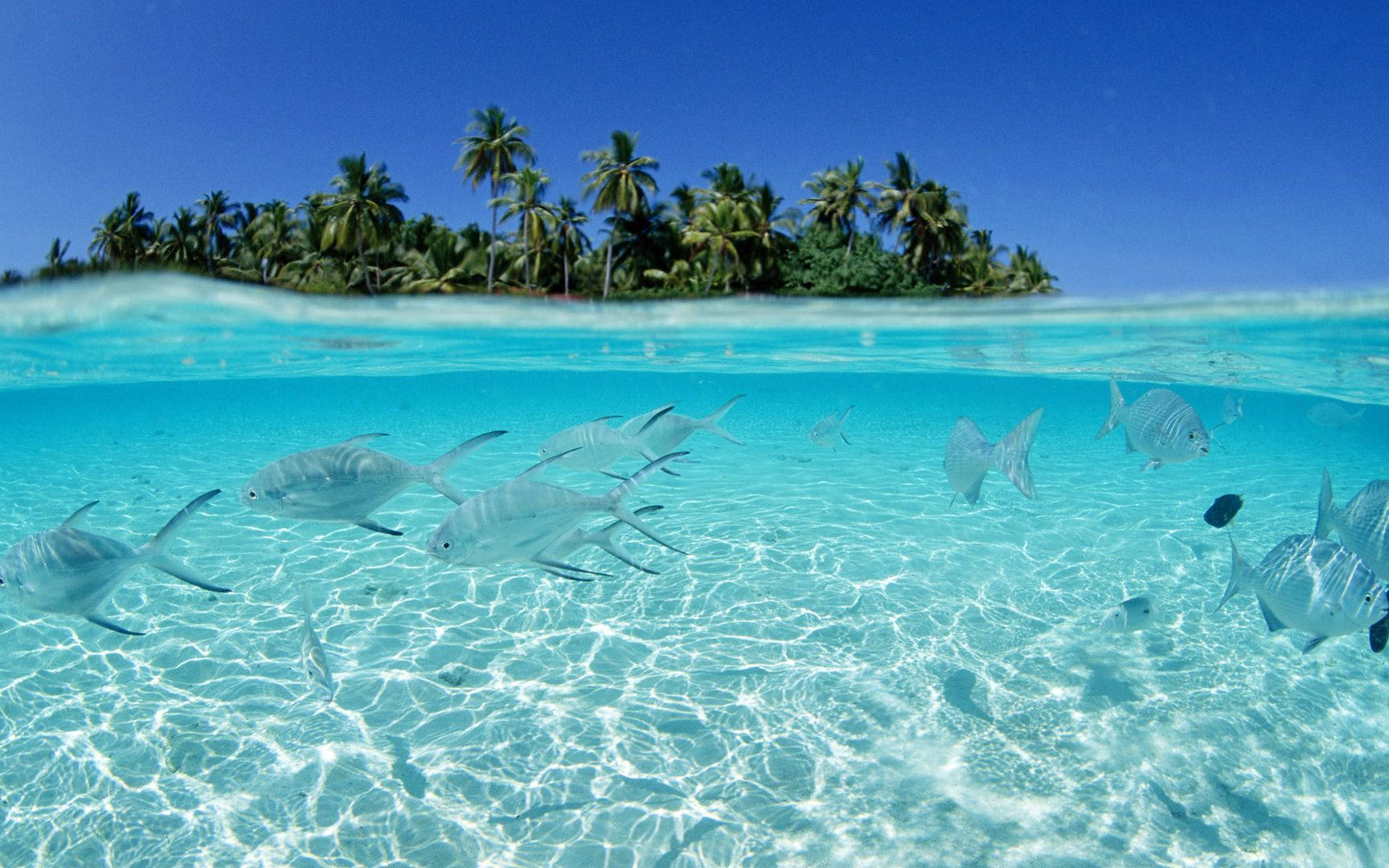 Hawaii, turquoise water, silver fish, HD Desktop Wallpaper
