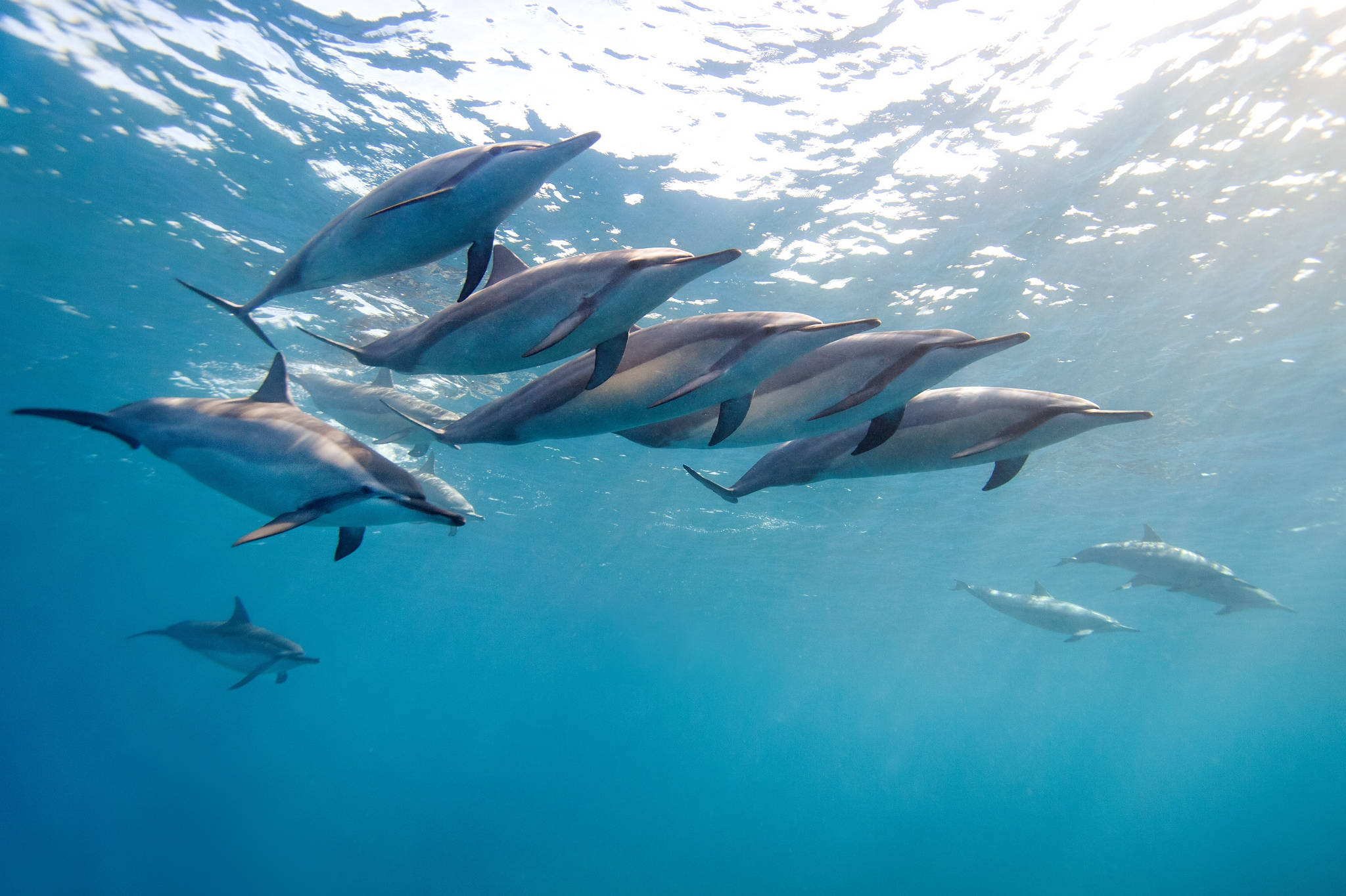 Hawaii, dolphins, ocean, Full HD Desktop Wallpaper