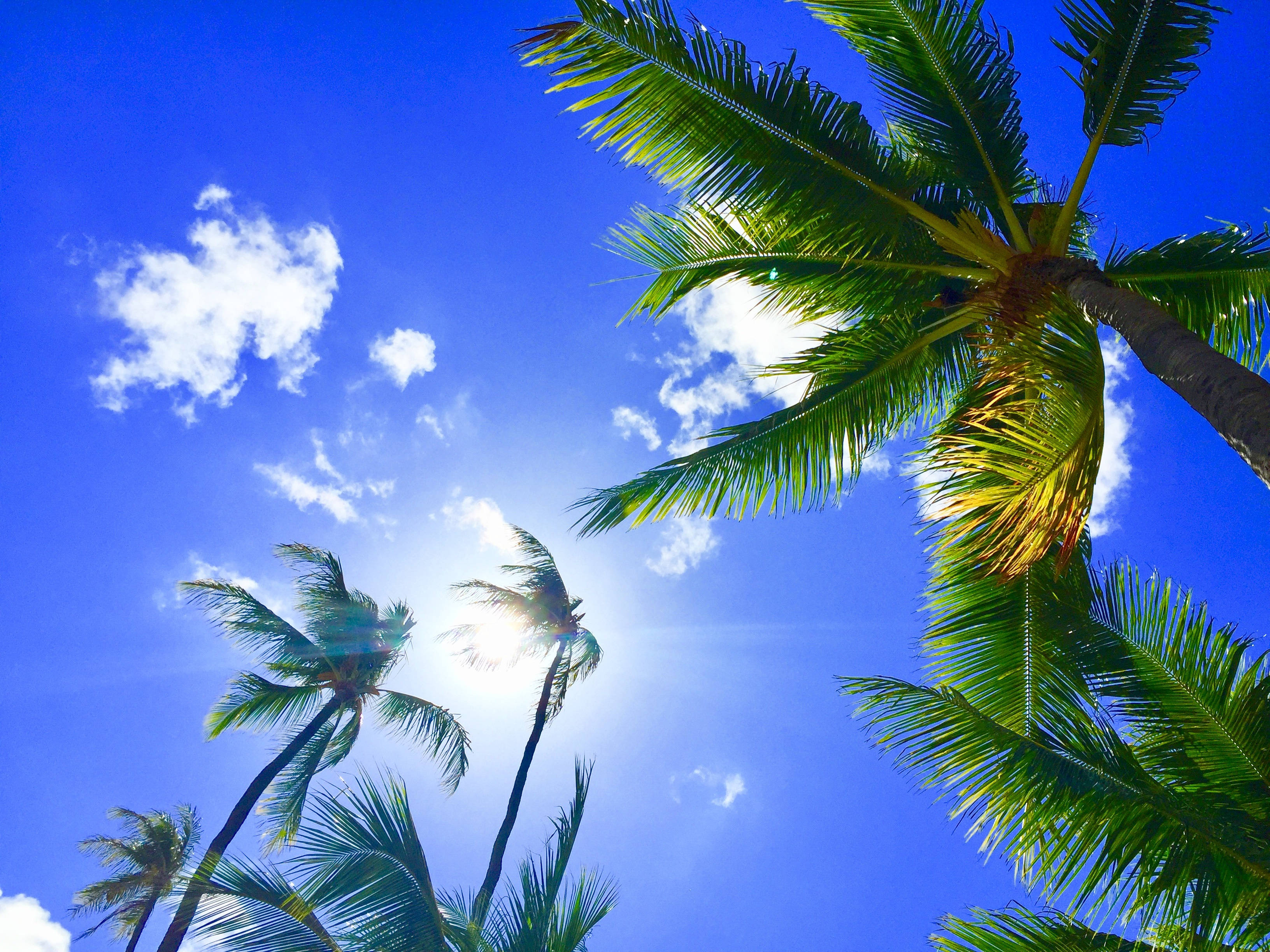 Hawaii, palm trees, vibrant blue sky, 2K Desktop Wallpaper