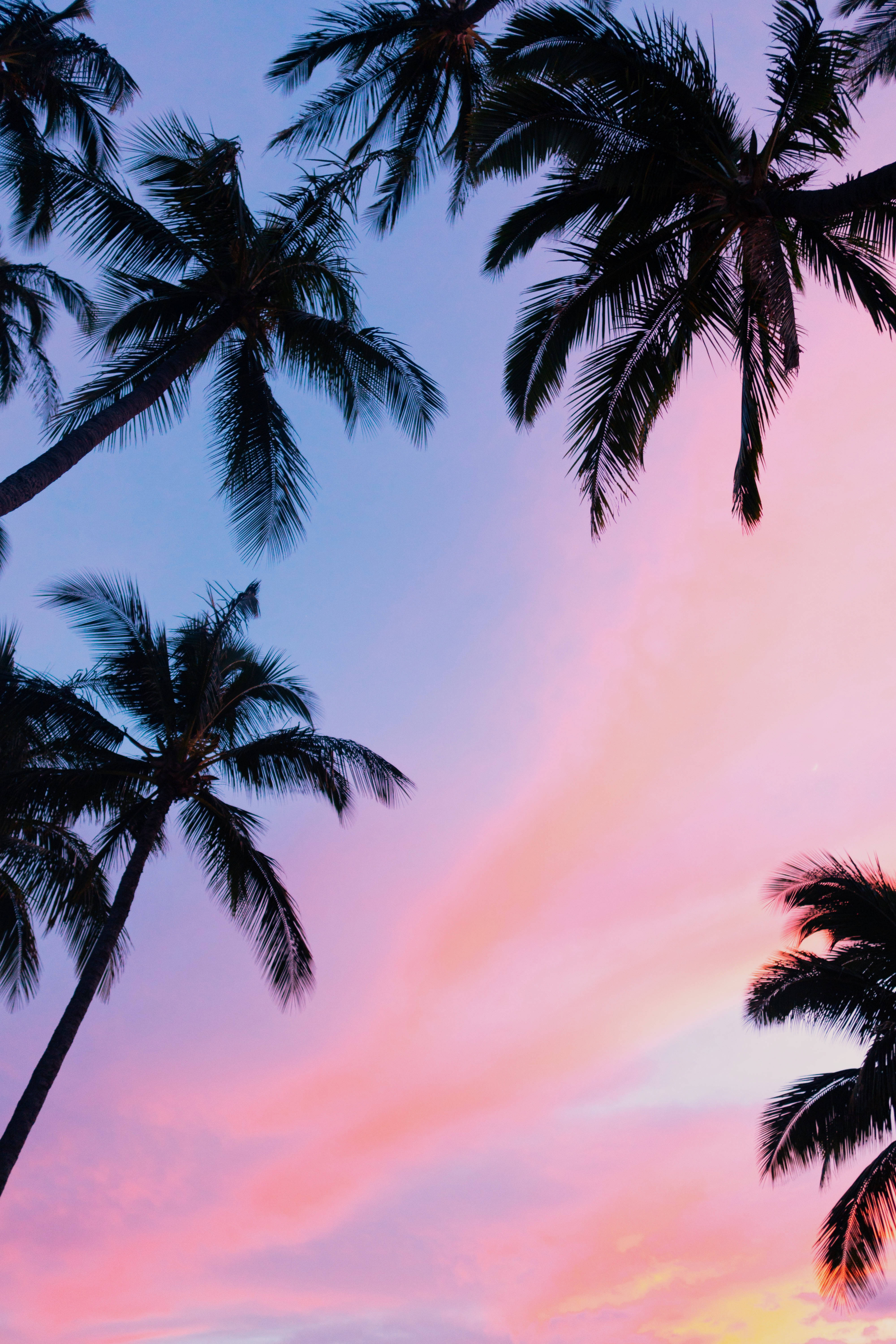palm trees, vibrant pink and purple sunset sky, silhouetted, 5K Phone Wallpaper