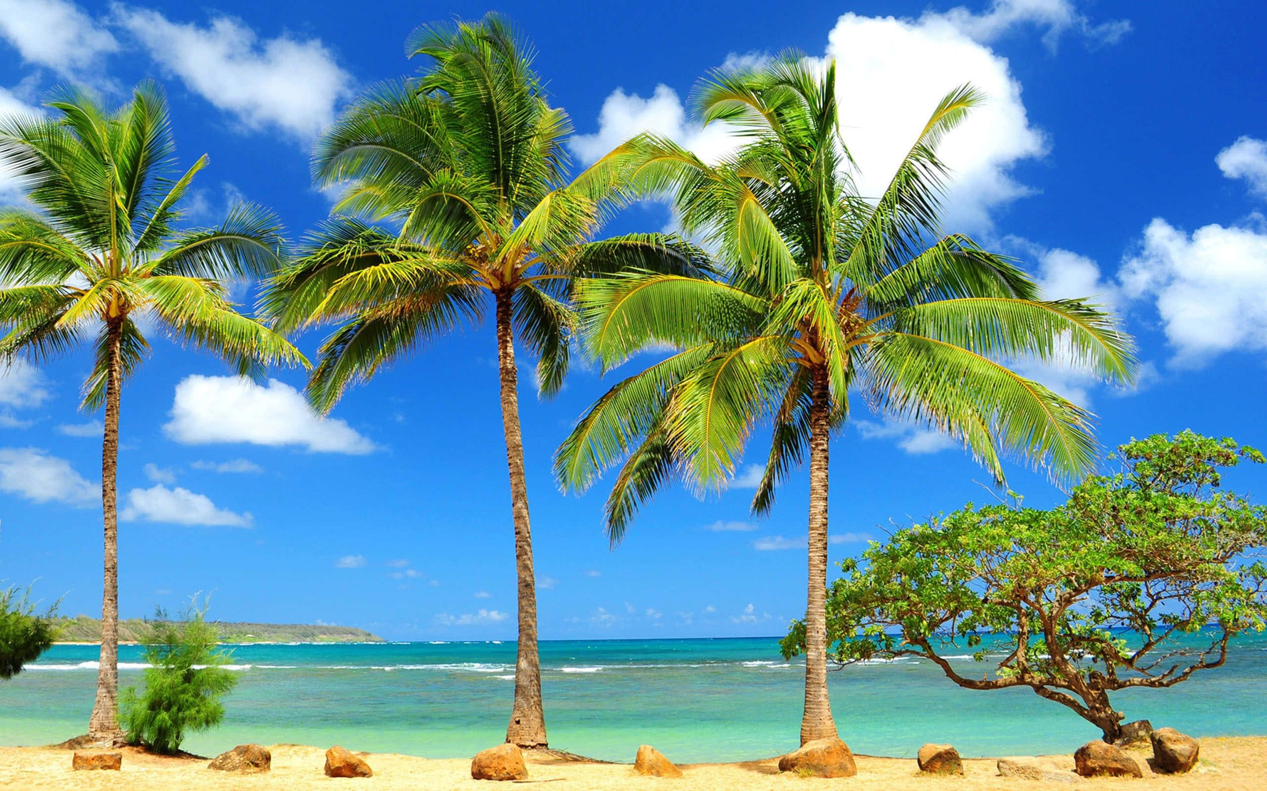 Hawaiian beach, Sunset, tropical beach scene, 2K Desktop Wallpaper