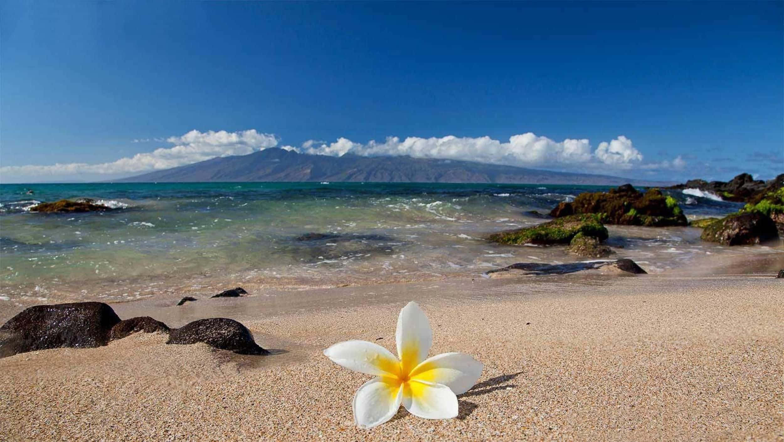 Hawaiian beach, sunset, white frangipani flower, Full HD Desktop Wallpaper