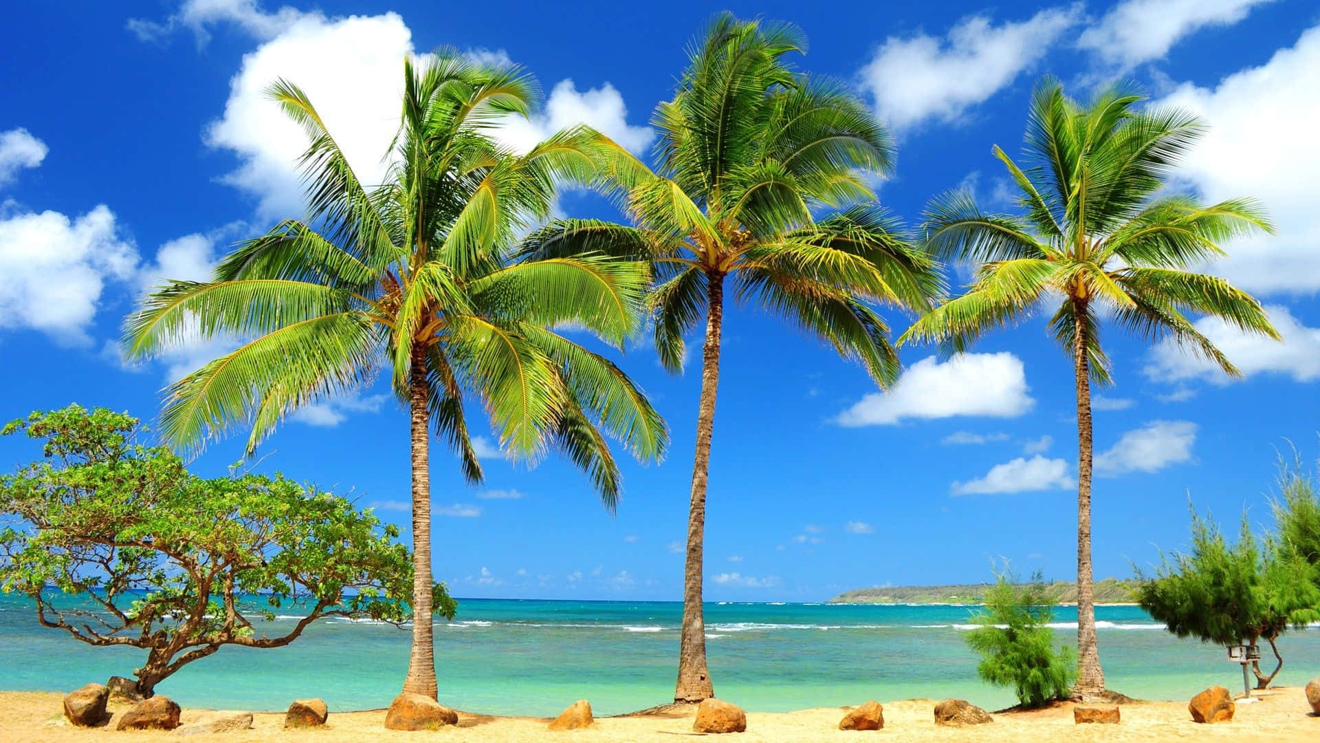 Hawaiian Beach, palm trees, golden beach, Full HD Desktop Wallpaper