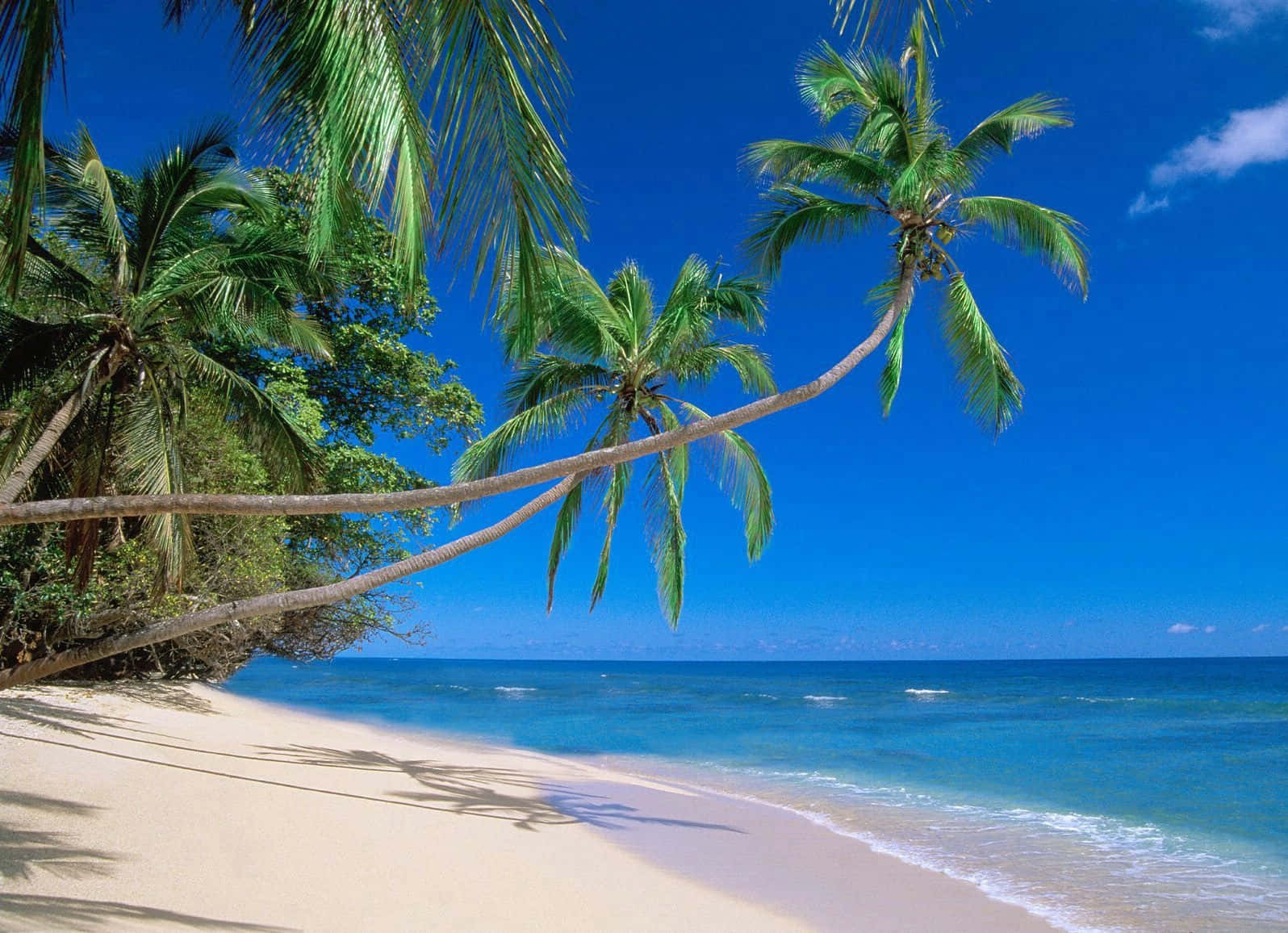 Hawaiian beach, sunset, palm trees, HD Desktop Wallpaper