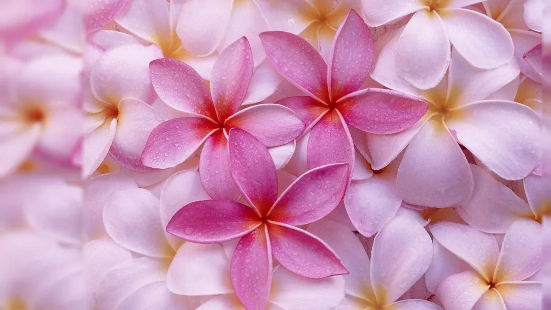 Hawaiian Flower Wallpapers