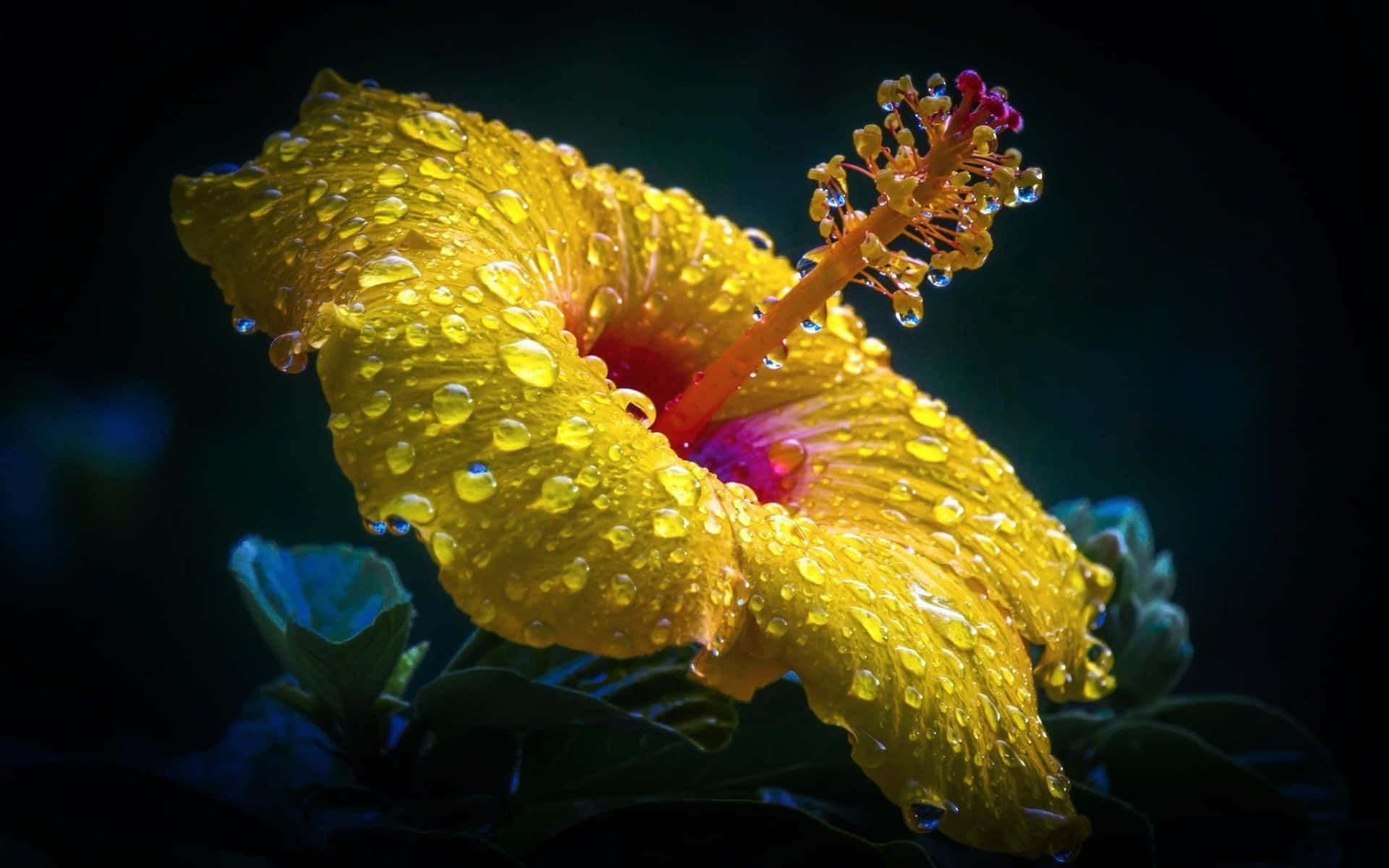 dew kissed yellow hibiscus flower, yellow hibiscus flower, dewdrops, Full HD Desktop Wallpaper