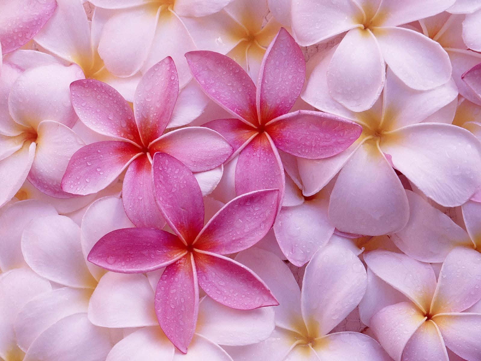 pink and white plumeria blossoms, closeup, dew drops, HD Desktop Wallpaper