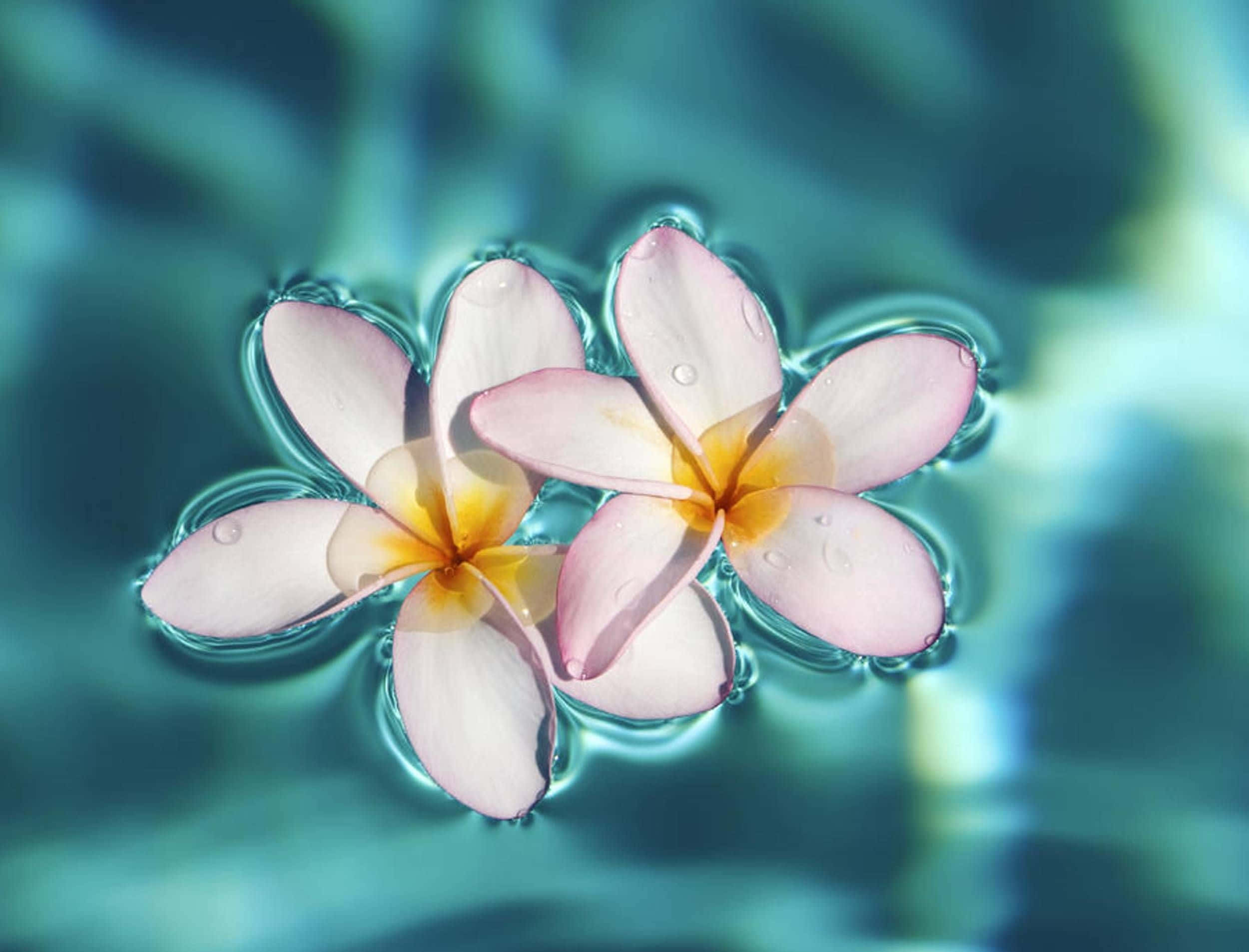 plumeria blossoms, pink frangipani flowers, turquoise water, Full HD Desktop Wallpaper
