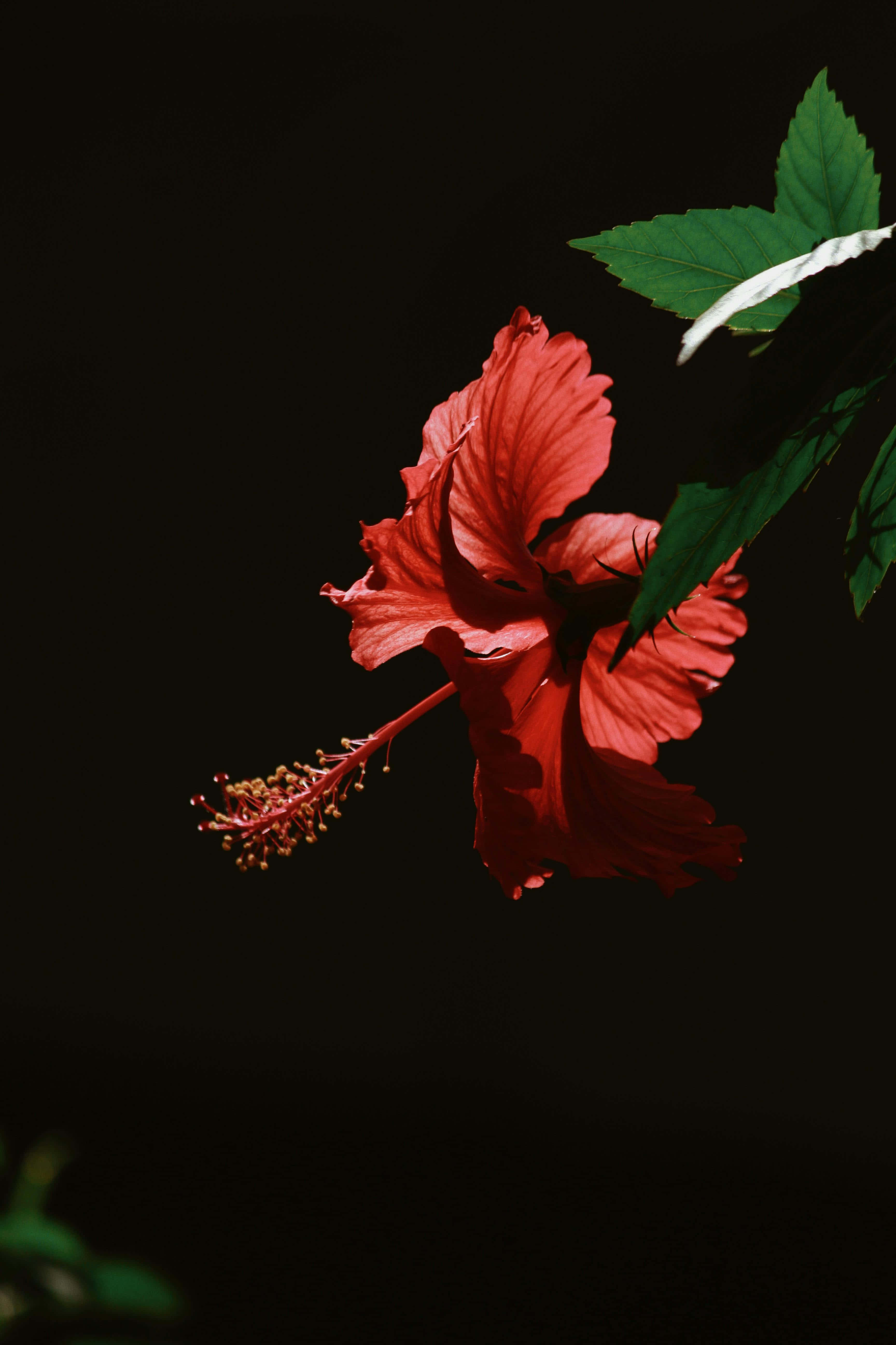vibrant hibiscus, red hibiscus flower, green leaves, 5K Phone Wallpaper