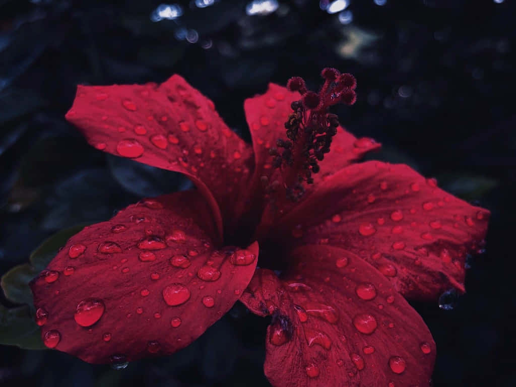 red hibiscus, dewdrops, dark blurred background, SD Desktop Wallpaper
