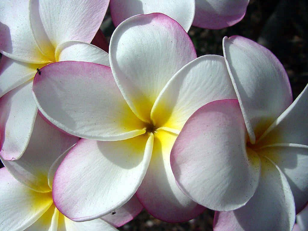plumeria, frangipani, white, SD Desktop Wallpaper