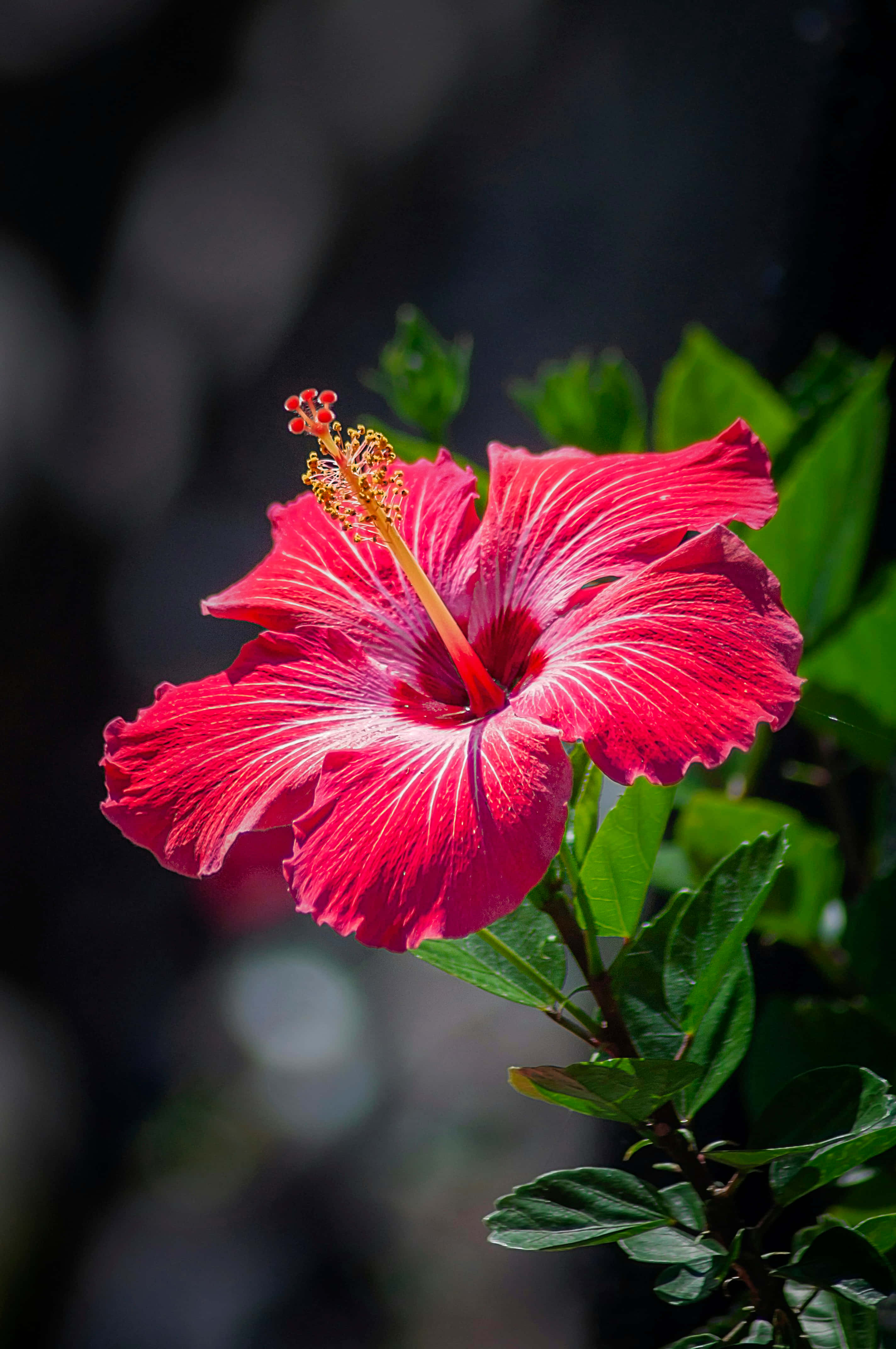 vibrant red hibiscus flower, white veins, yellow stamen, 4K Phone Wallpaper