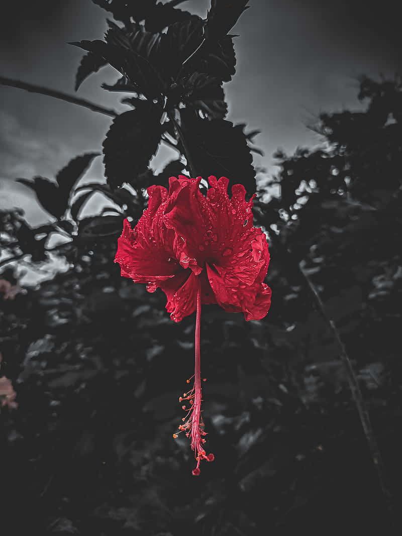 red hibiscus, dark monochrome backdrop, dew drops, SD Phone Wallpaper