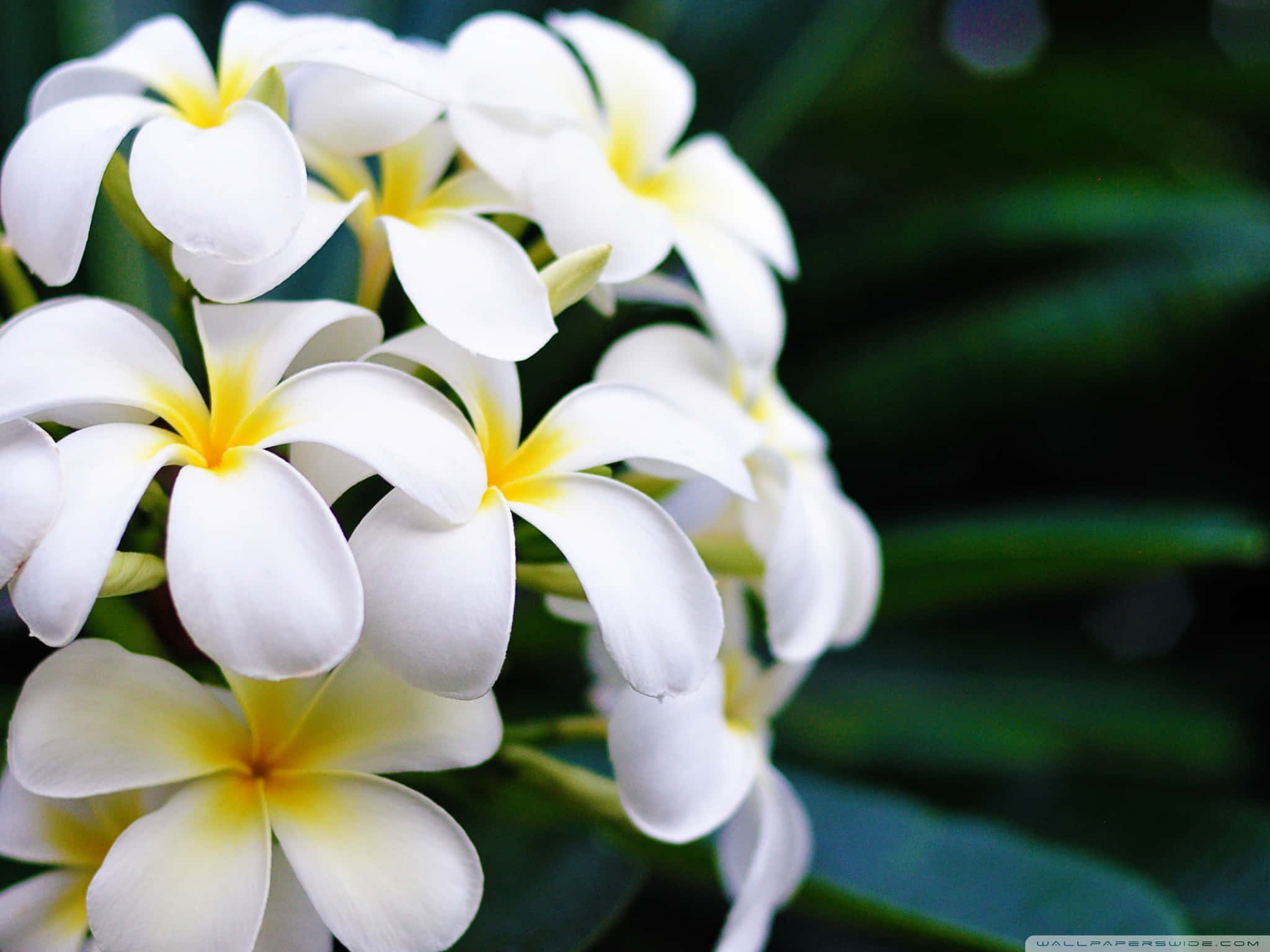 Hawaiian plumeria blossoms, white frangipani flowers, yellow centers, Full HD Desktop Wallpaper