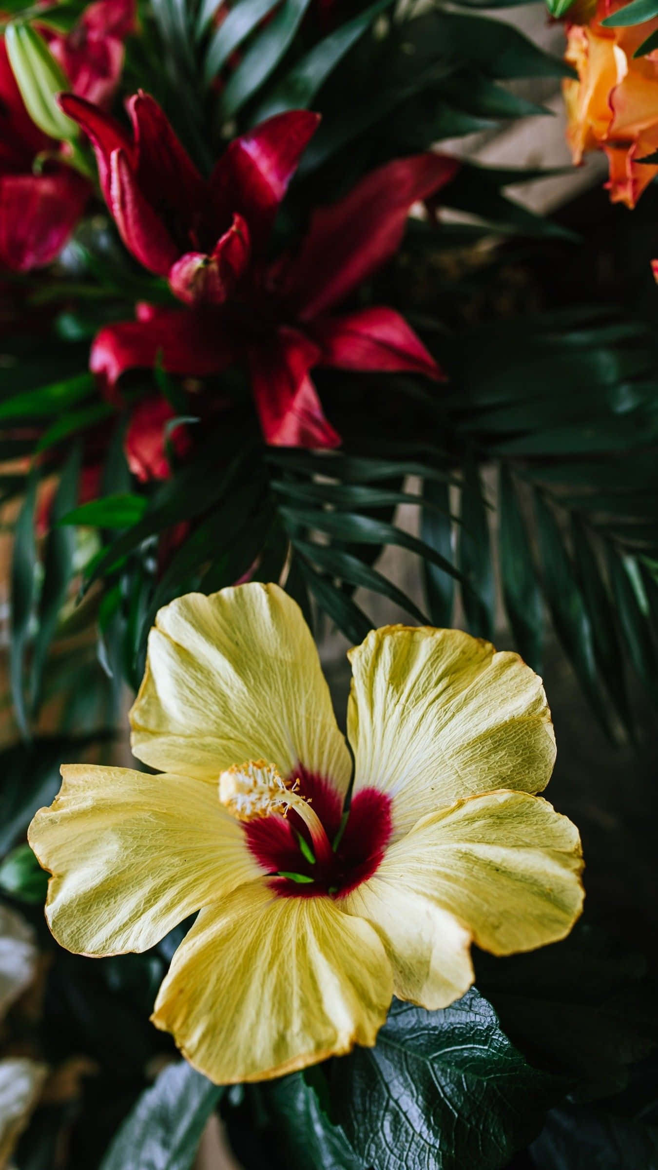 vibrant yellow hibiscus, deep red center, lush green tropical leaves, Full HD Phone Wallpaper