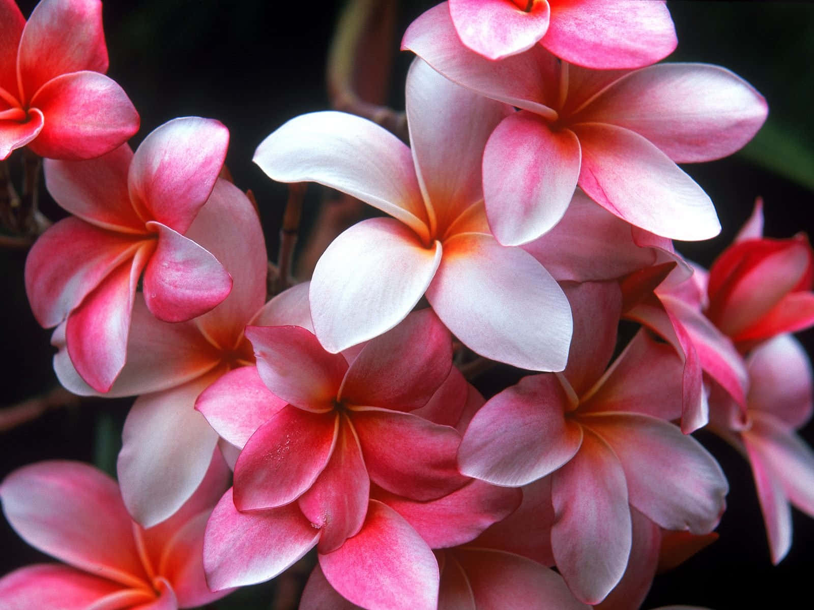vibrant pink pluemeria blossoms, frangipani flowers, pink and white, HD Desktop Wallpaper