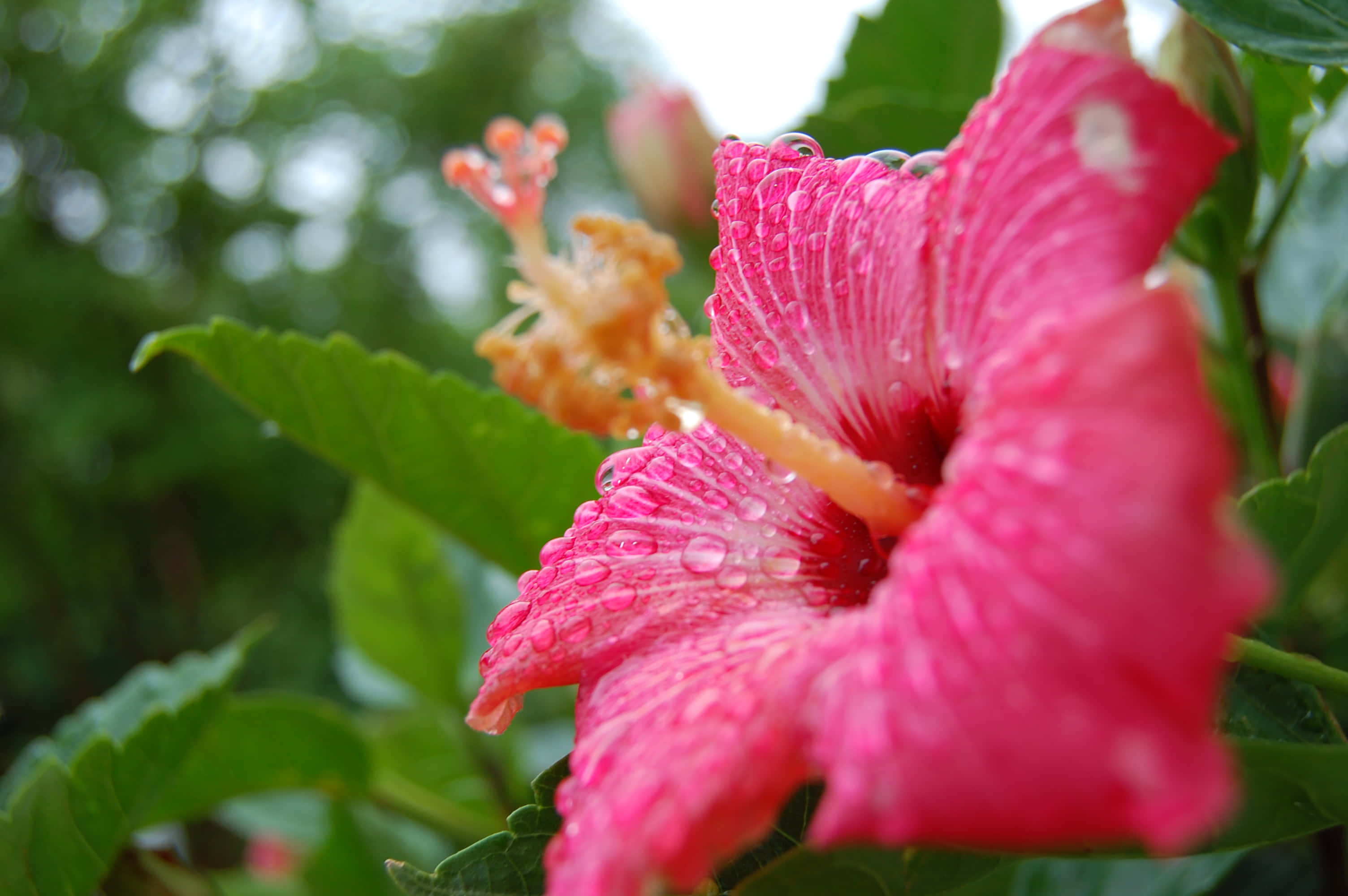 pink hibiscus flower, dewdrops, soft green blurred background, 2K Desktop Wallpaper