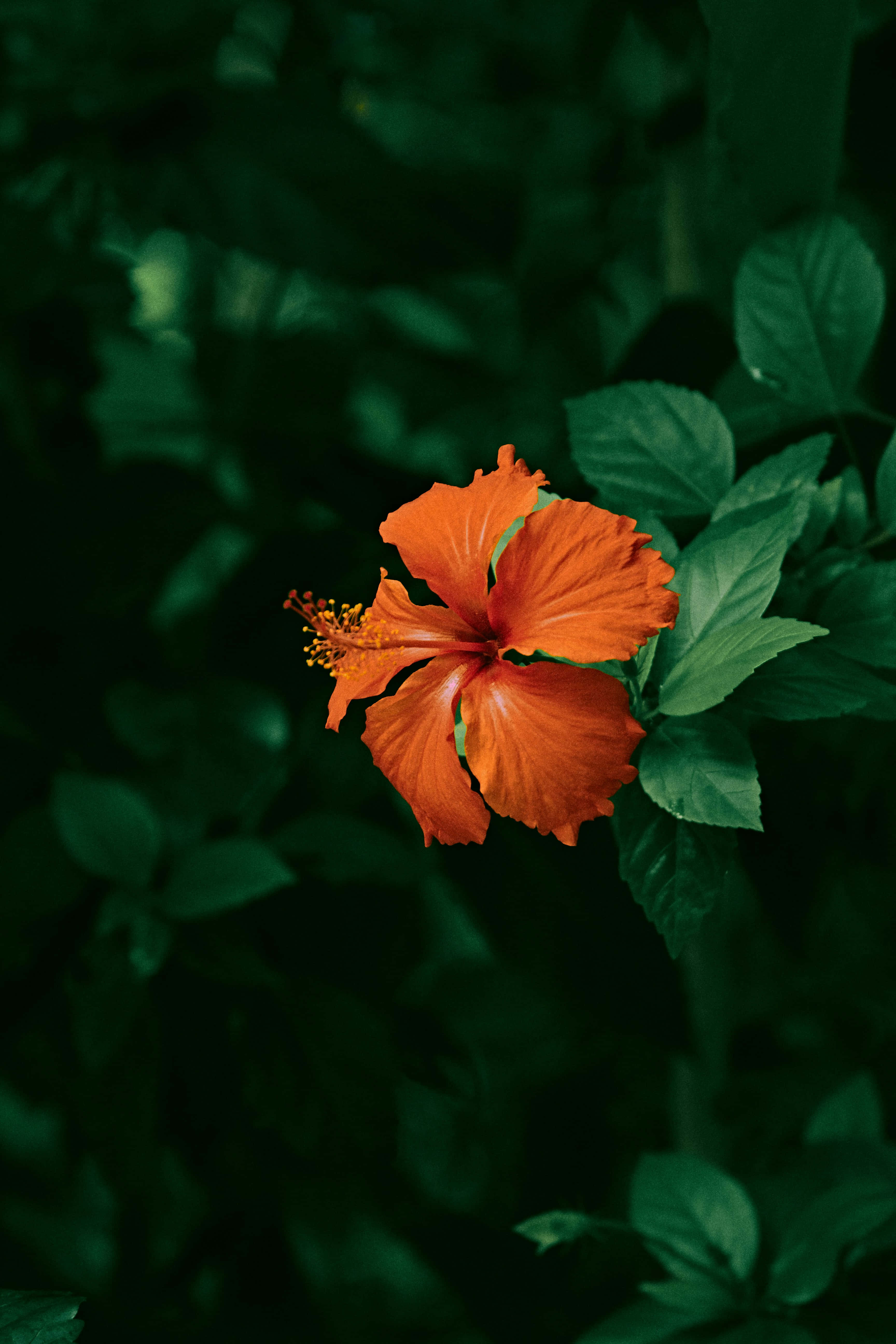 vibrant orange hibiscus flower, deep green foliage, soft natural light, 5K Phone Wallpaper