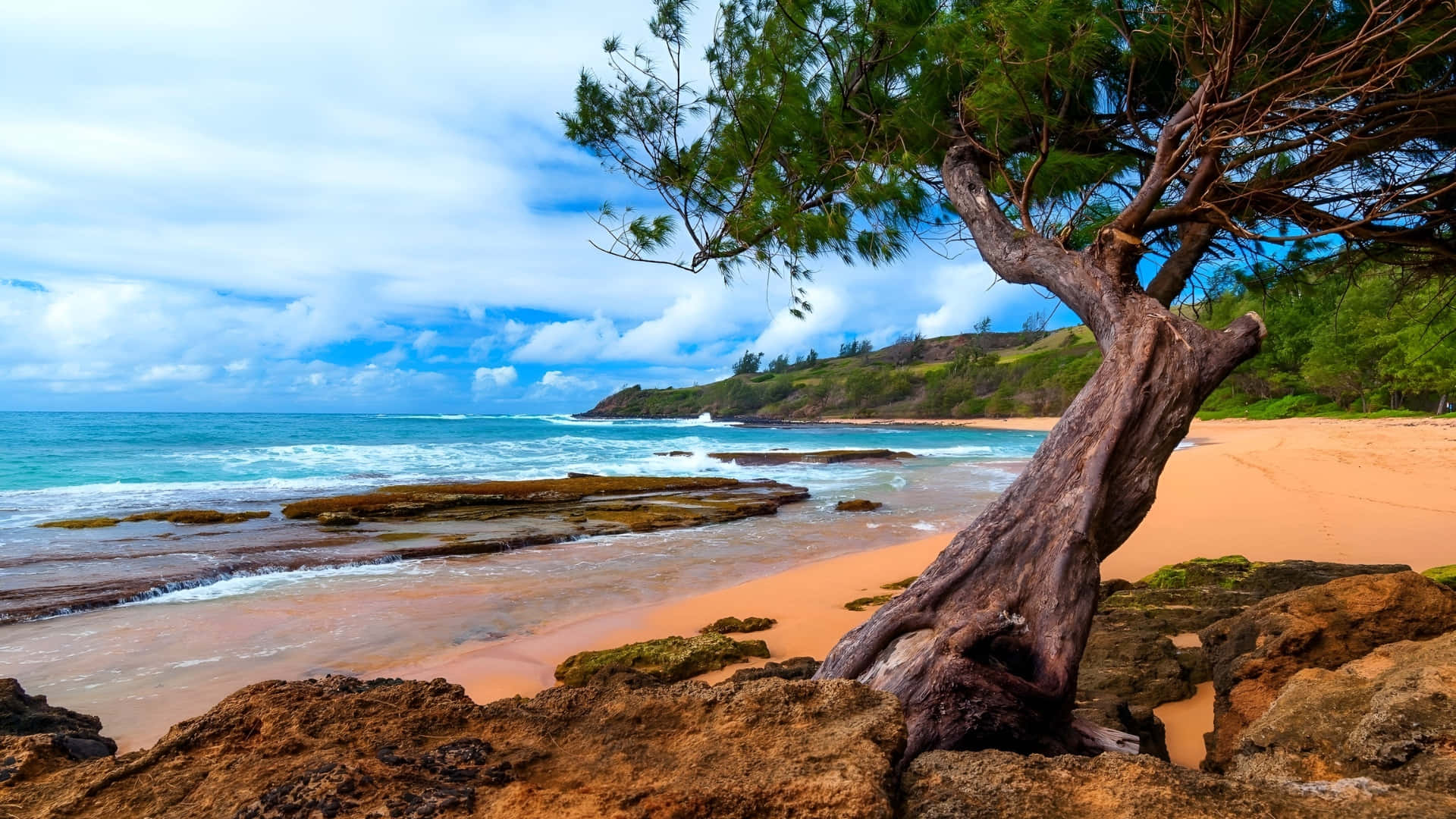 Hawaiian Coastal Tree, rocky beach, turquoise waves, Full HD Desktop Wallpaper