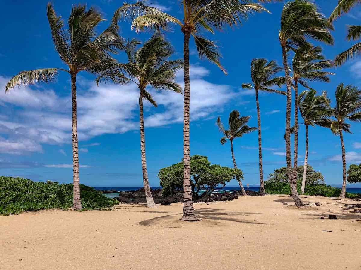 Hawaiian Island, sunset, palm trees, SD Desktop Wallpaper
