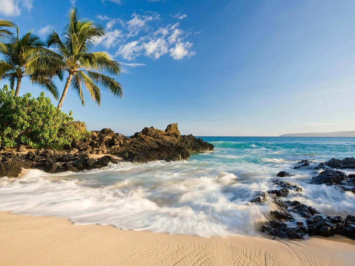 Hawaiian Island, tropical beach, palm trees, SD Desktop Wallpaper