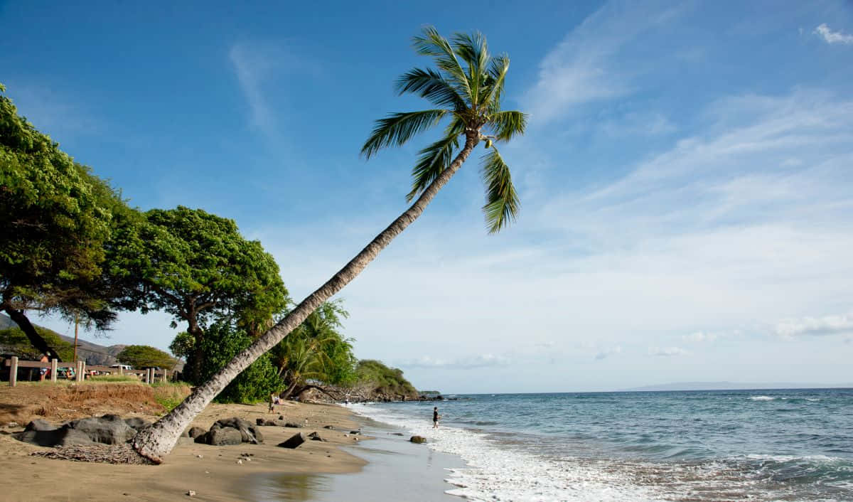 Hawaiian Island, palm tree, sandy beach, SD Desktop Wallpaper