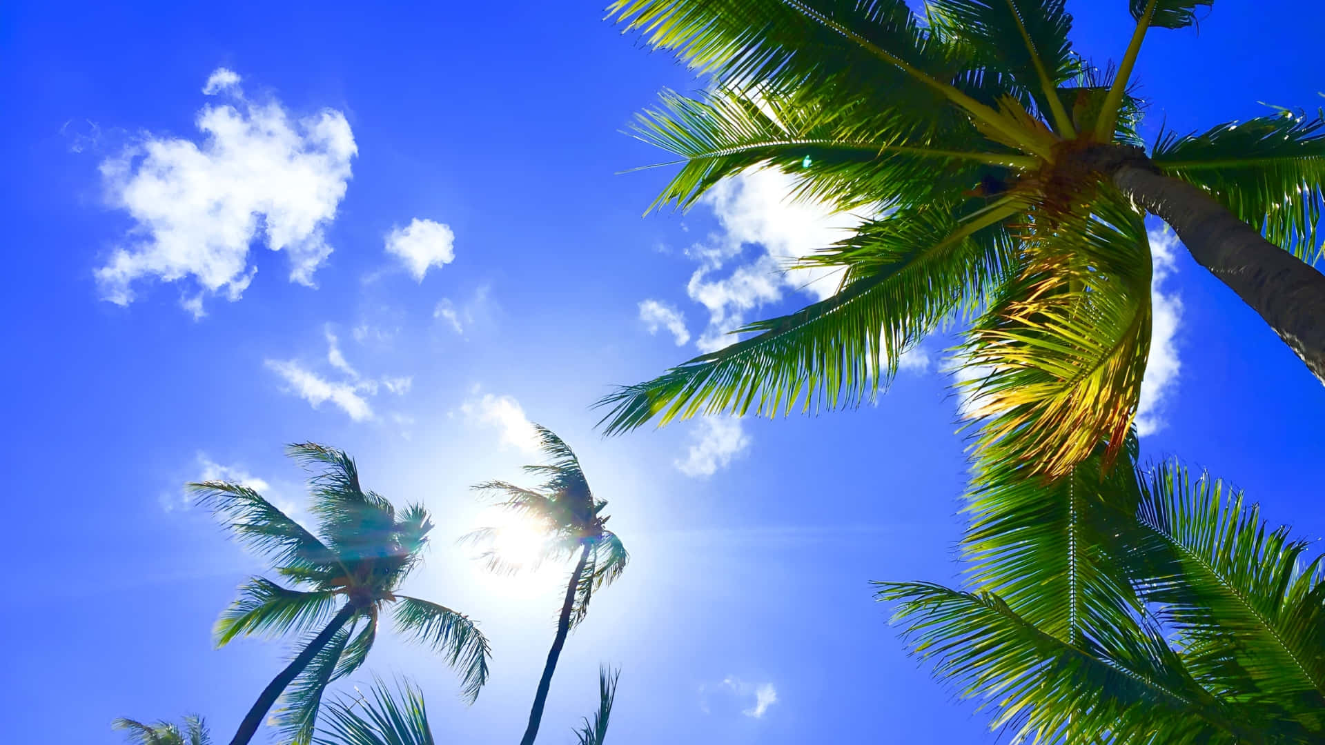 Hawaiian, palm trees, vibrant blue sky, Full HD Desktop Wallpaper