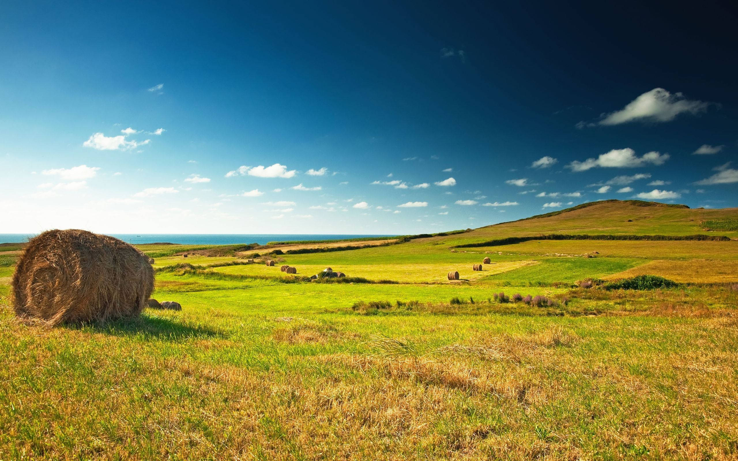 Hay Day, round bales, sunlit green field, 2K Desktop Wallpaper