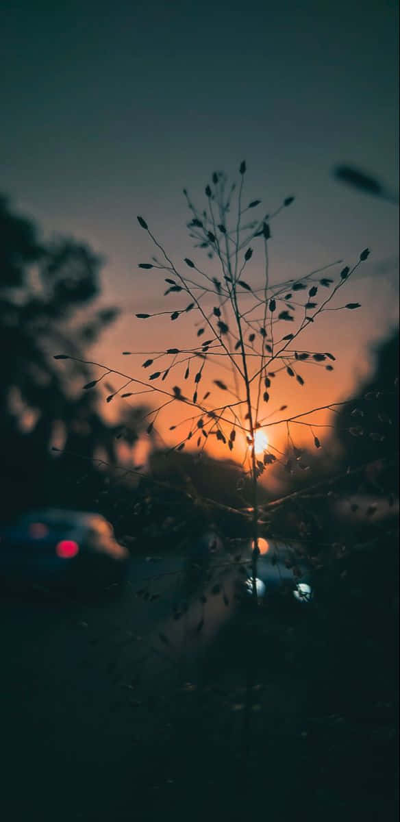 sunset, silhouette, grass, SD Phone Wallpaper