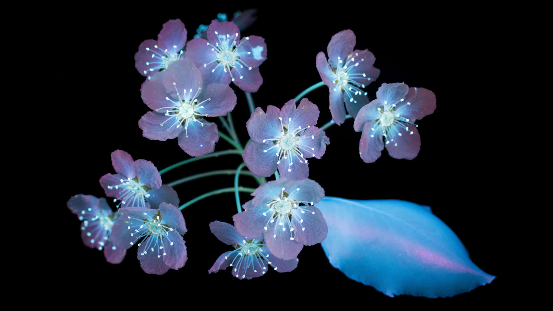 HD Amoled, glowing purple flowers, luminous white stamens, Full HD Desktop Wallpaper