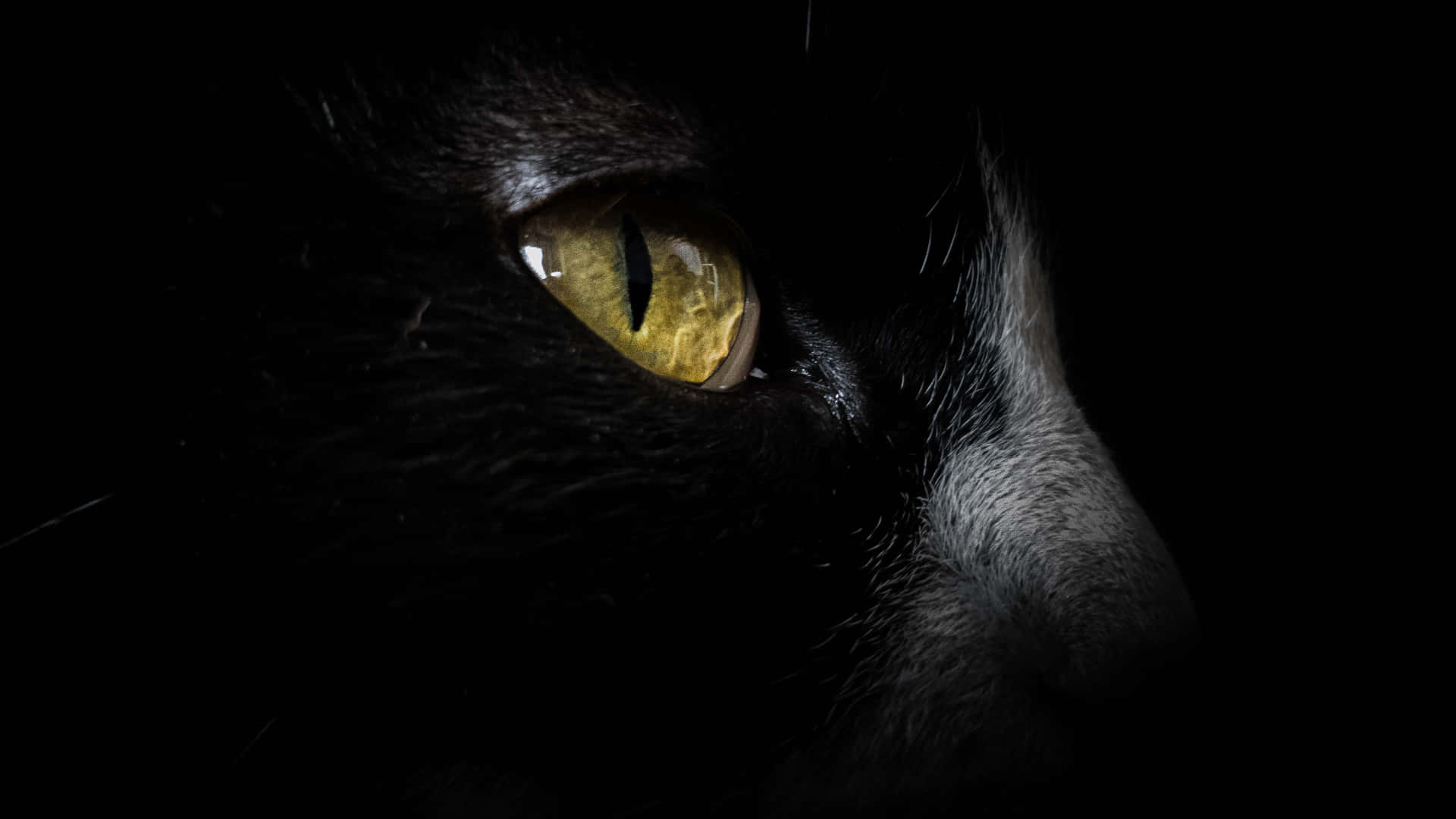 HD Amoled, black cat, glowing golden eye, Full HD Desktop Wallpaper