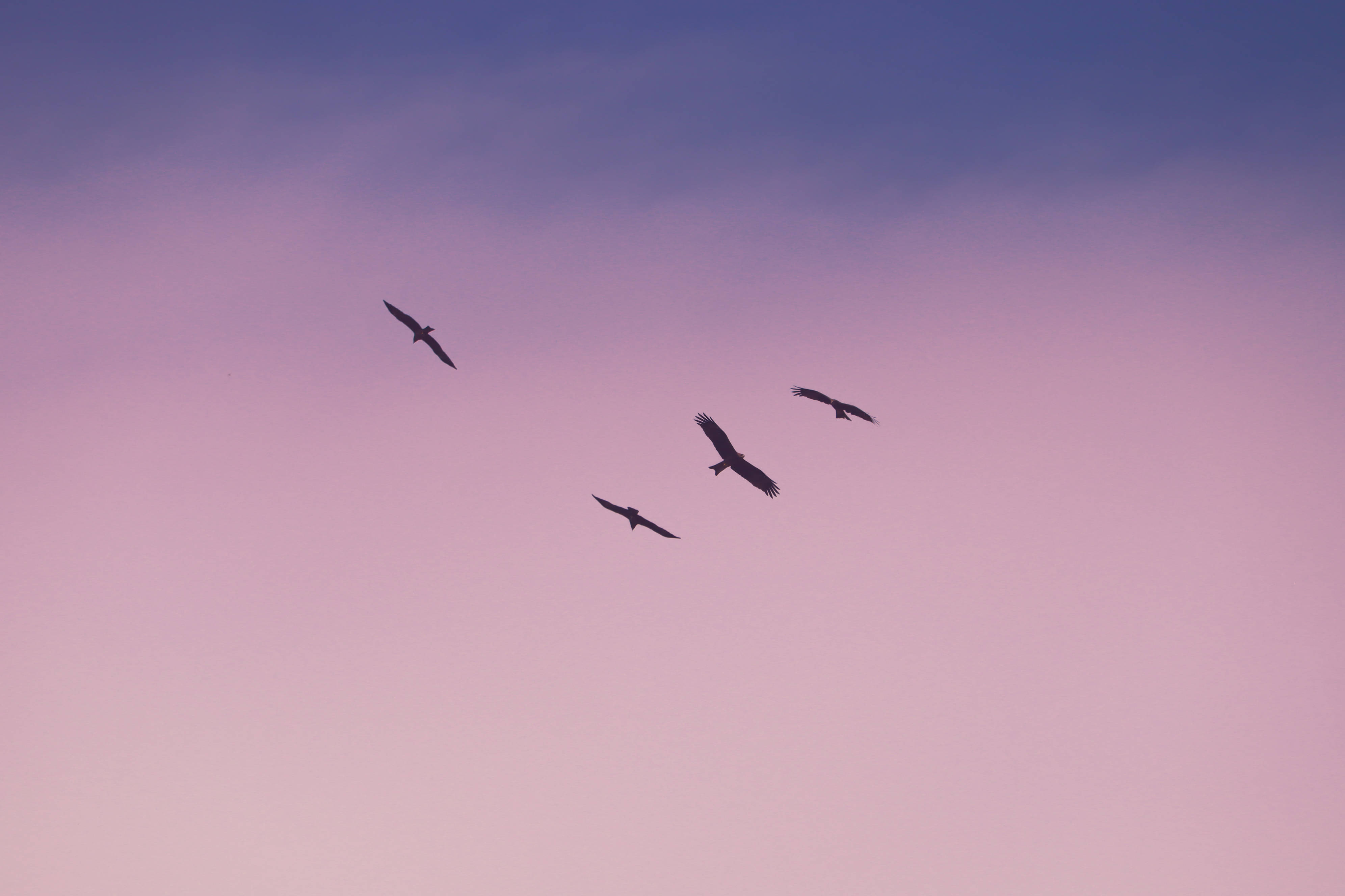 dazzling anime nightscape, four birds, silhouette, 4K Desktop Wallpaper