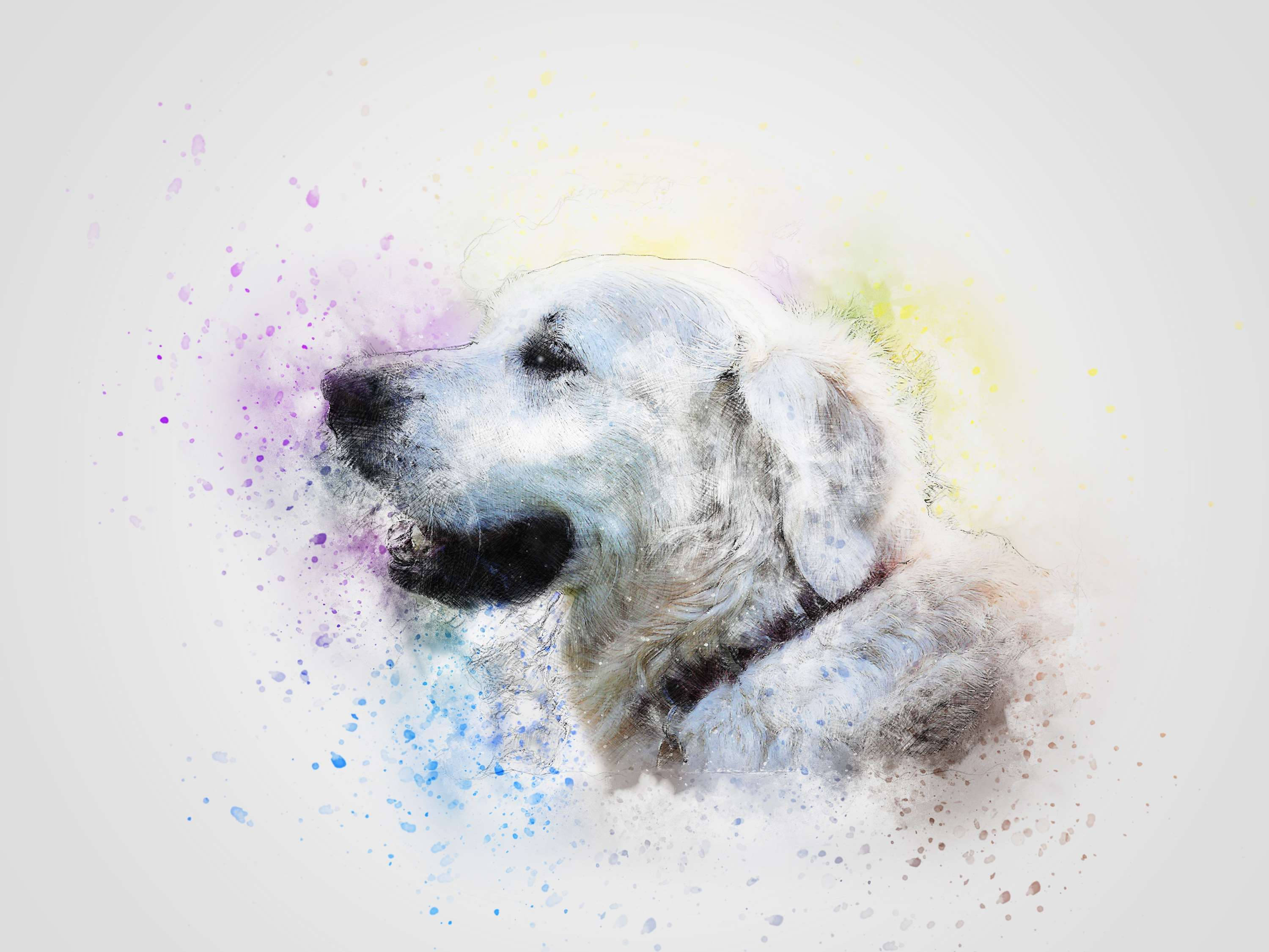 golden retriever, watercolor-style portrait, fluffy white dog, 2K Desktop Wallpaper