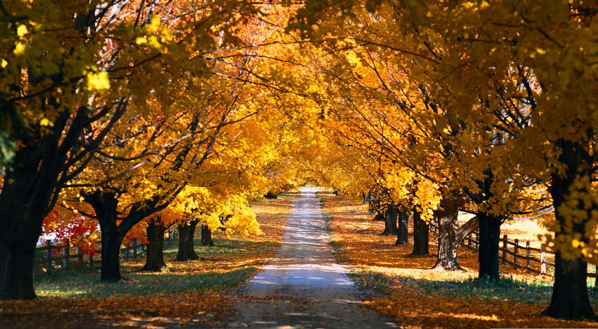 HD Autumn, country road, golden autumn trees, Full HD Desktop Wallpaper