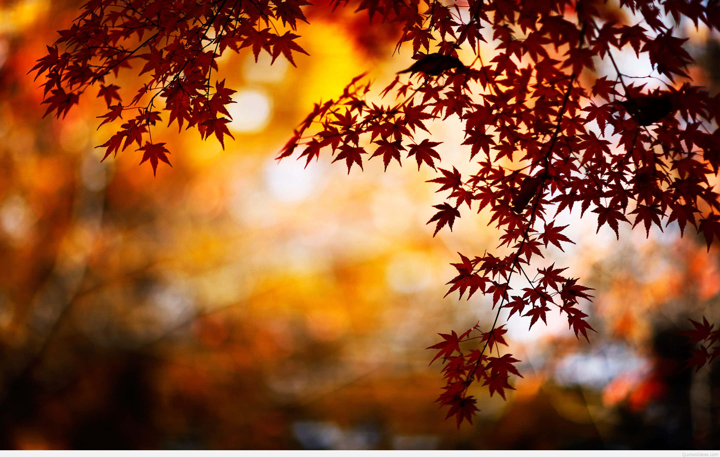 autumn landscape, red maple leaves, golden bokeh background, 2K Desktop Wallpaper