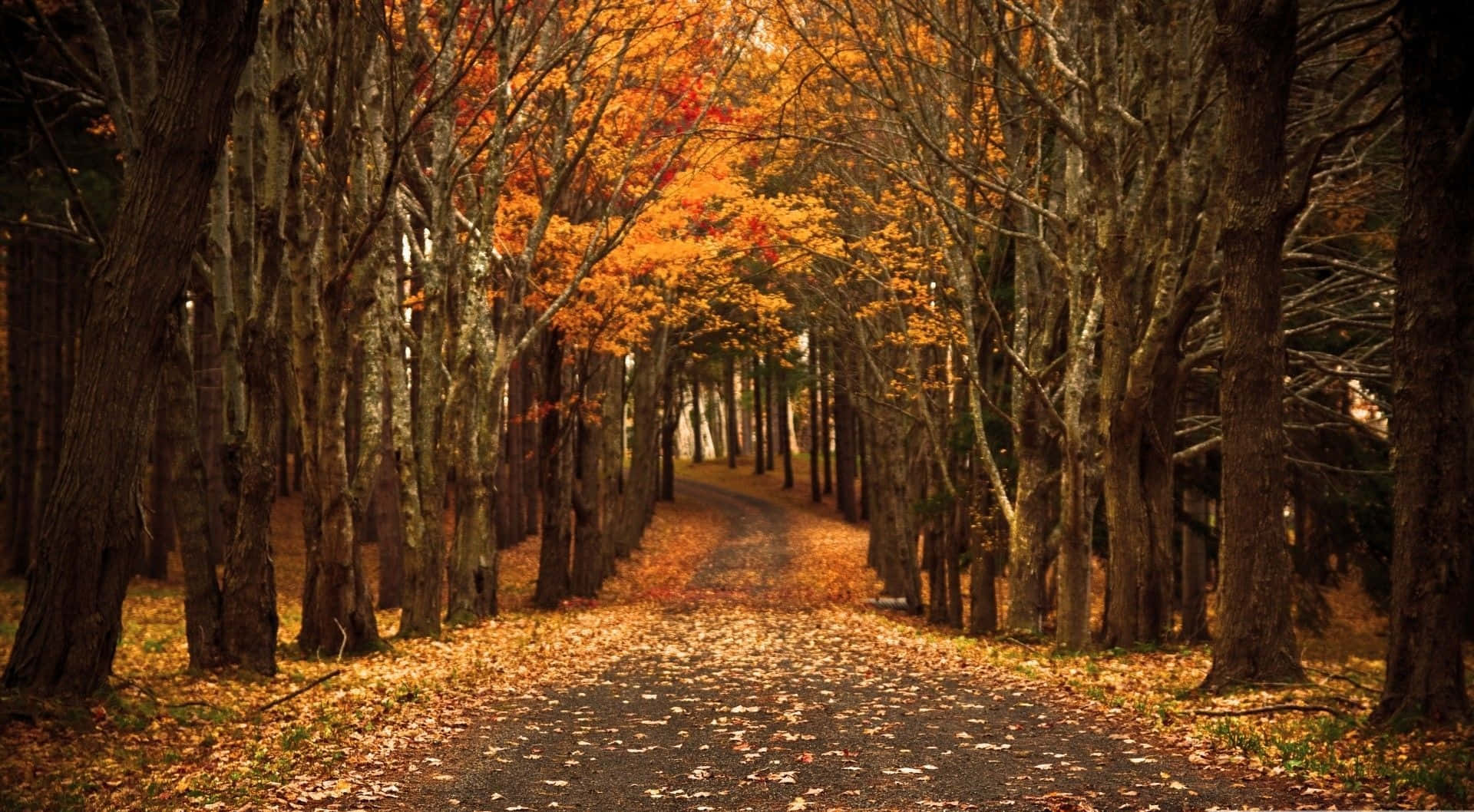 golden autumn leaves, vibrant orange foliage, winding forest path, Full HD Desktop Wallpaper