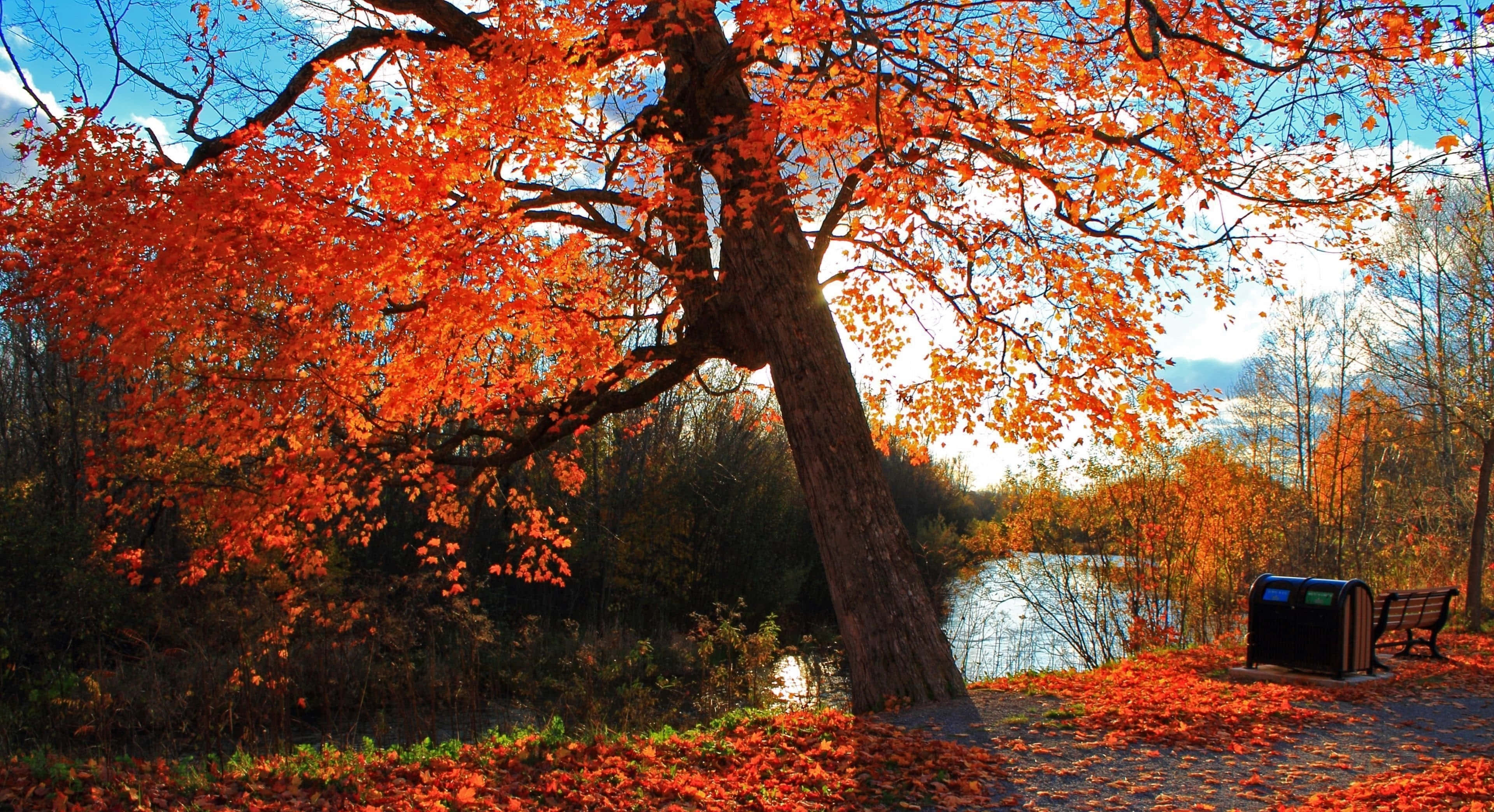 autumn tree, fiery orange leaves, calm river, 4K Desktop Wallpaper