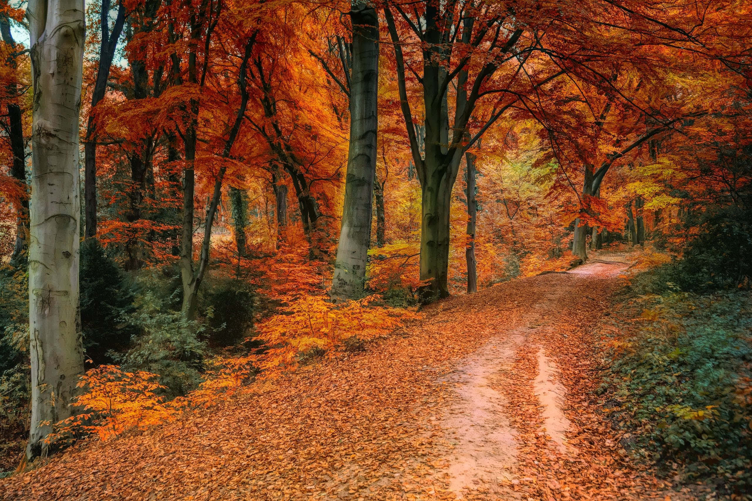 HD Autumn, red and yellow leaves, winding path, 2K Desktop Wallpaper