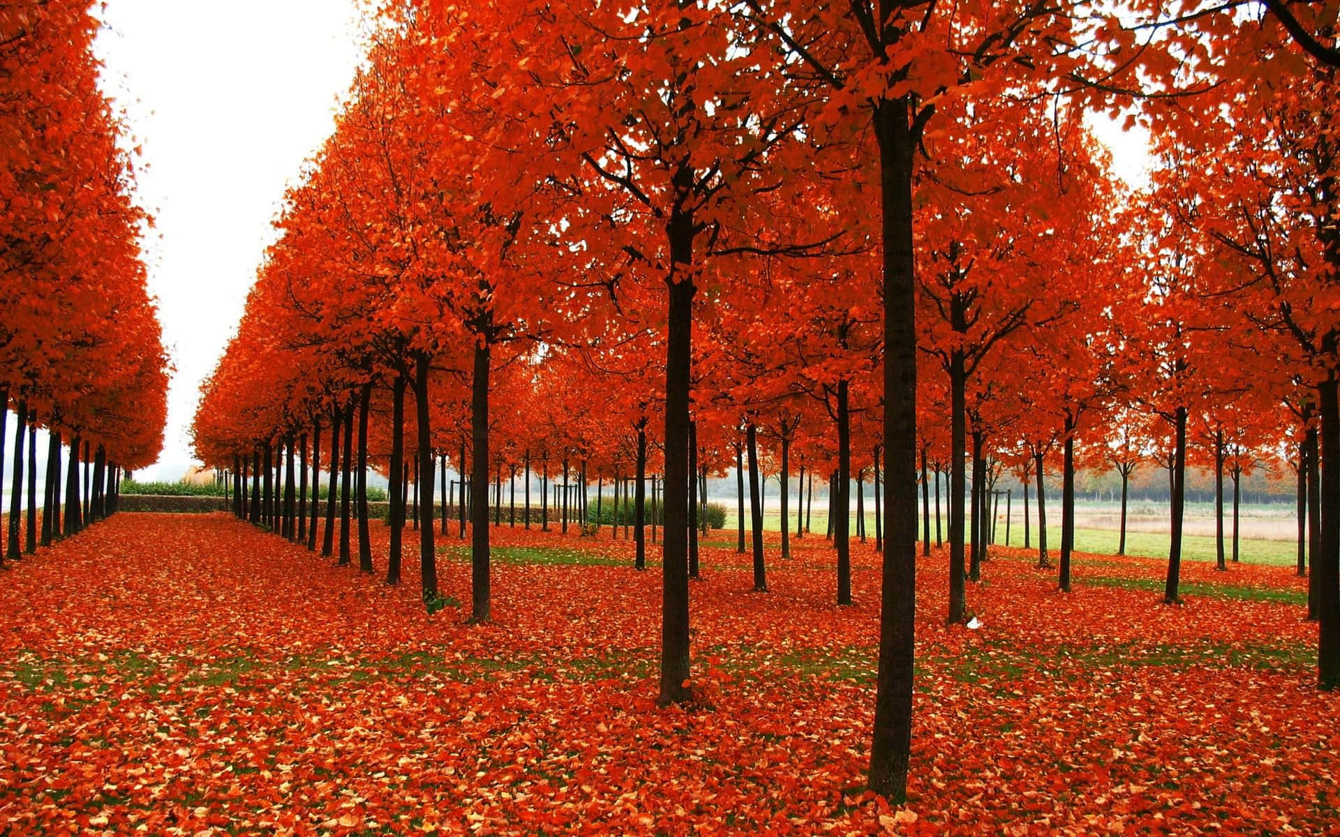 fiery red maple trees, path blanketed in fallen leaves, overcast sky, Full HD Desktop Wallpaper