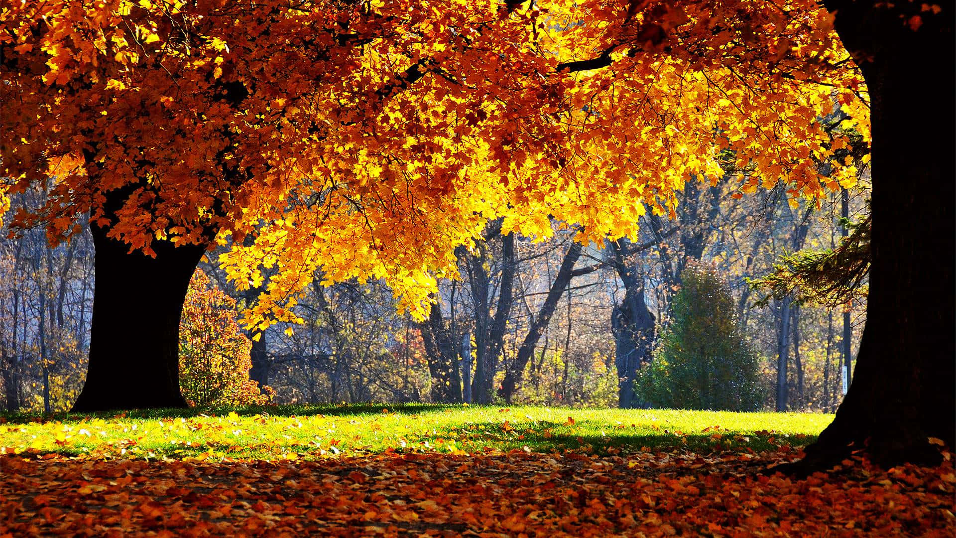 Autumn Woods, Golden autumn leaves, sunlit park path, Full HD Desktop Wallpaper