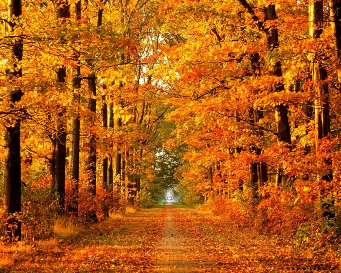 HD Autumn, golden autumn leaves, fiery orange and yellow foliage, SD Desktop Wallpaper