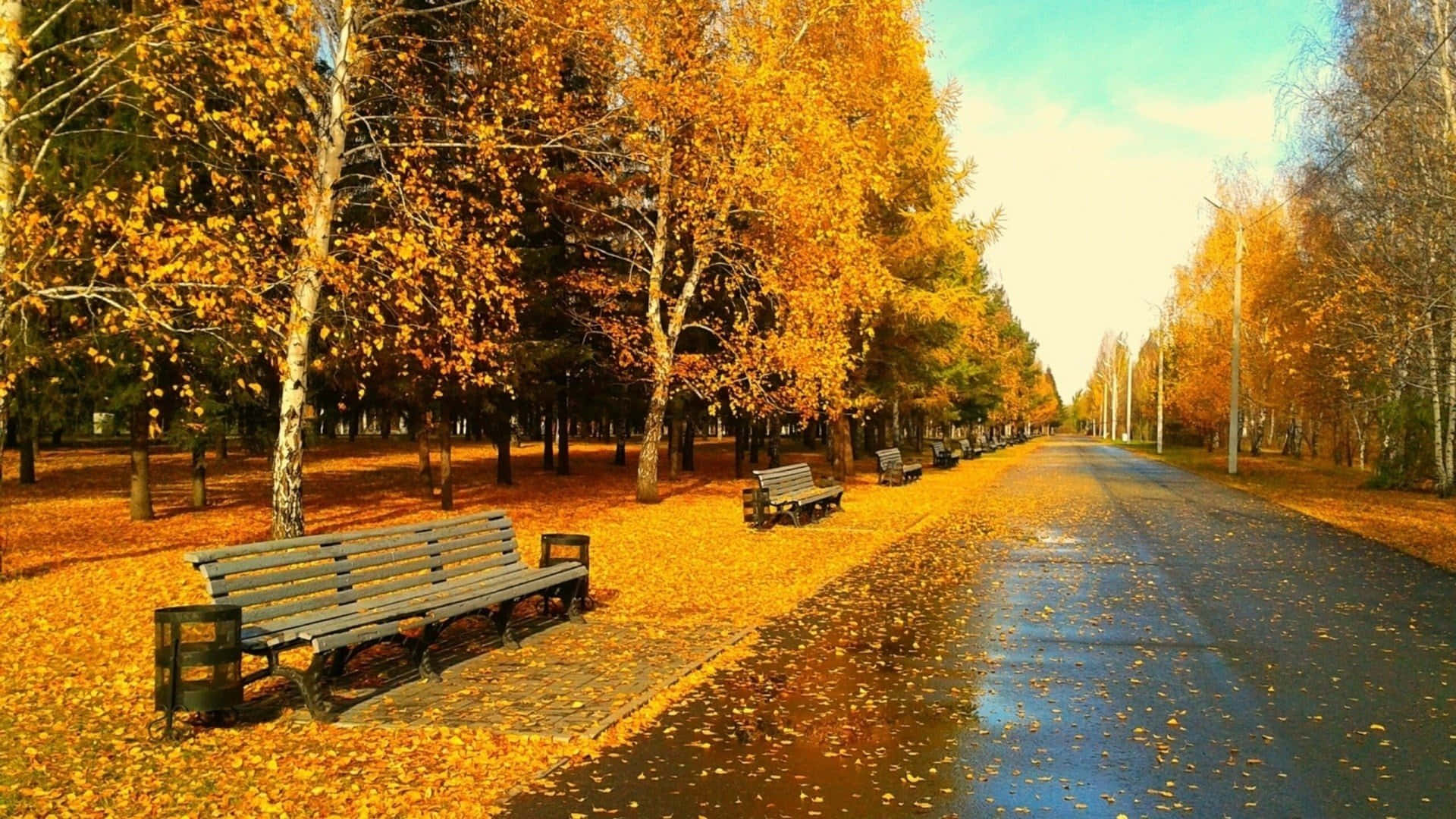 HD Autumn, golden birch trees, wooden benches, Full HD Desktop Wallpaper
