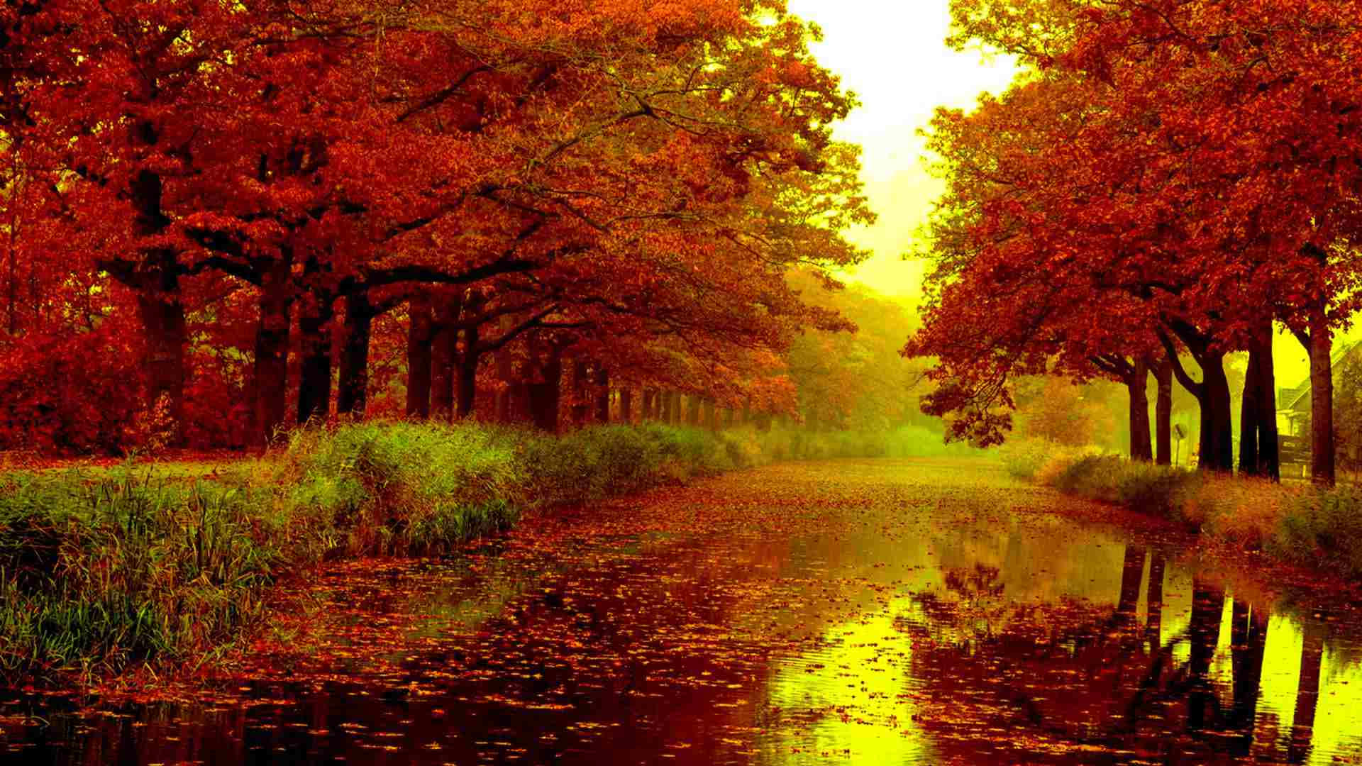HD Autumn, autumn path, fiery red trees, Full HD Desktop Wallpaper