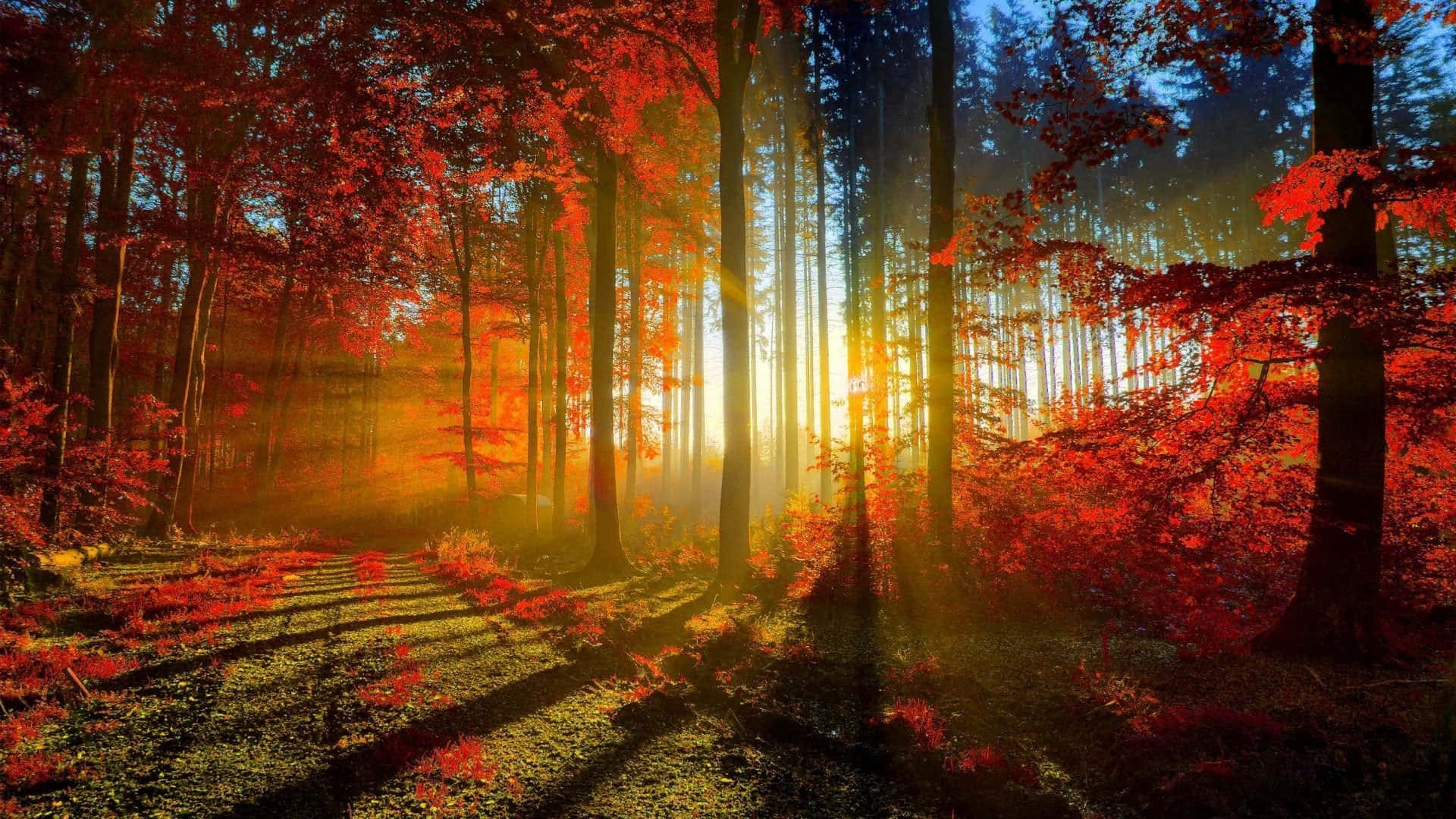 HD Autumn, sunlight beams, vibrant red autumn leaves, Full HD Desktop Wallpaper