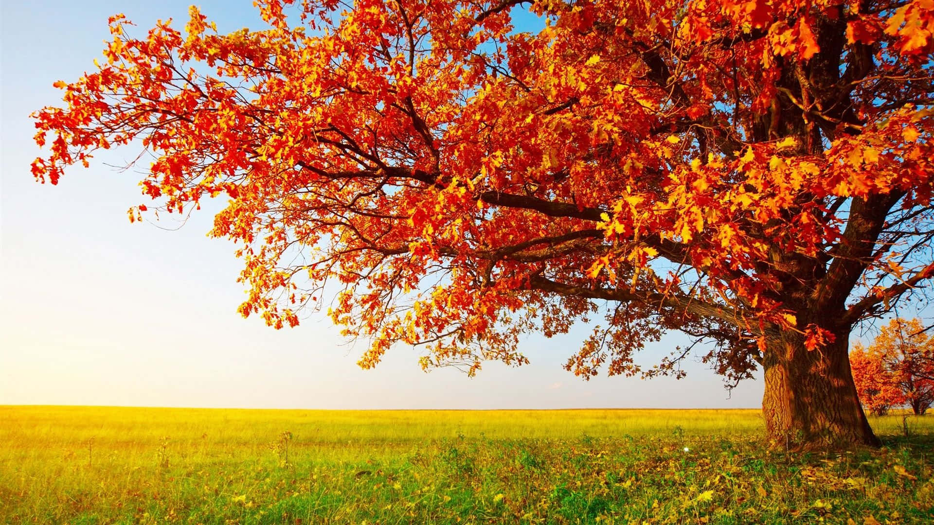 HD Autumn, autumn tree, fiery orange leaves, Full HD Desktop Wallpaper