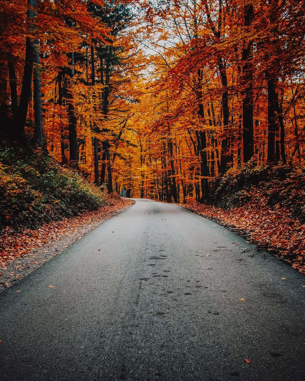 HD Autumn, asphalt road, dense forest, SD Phone Wallpaper