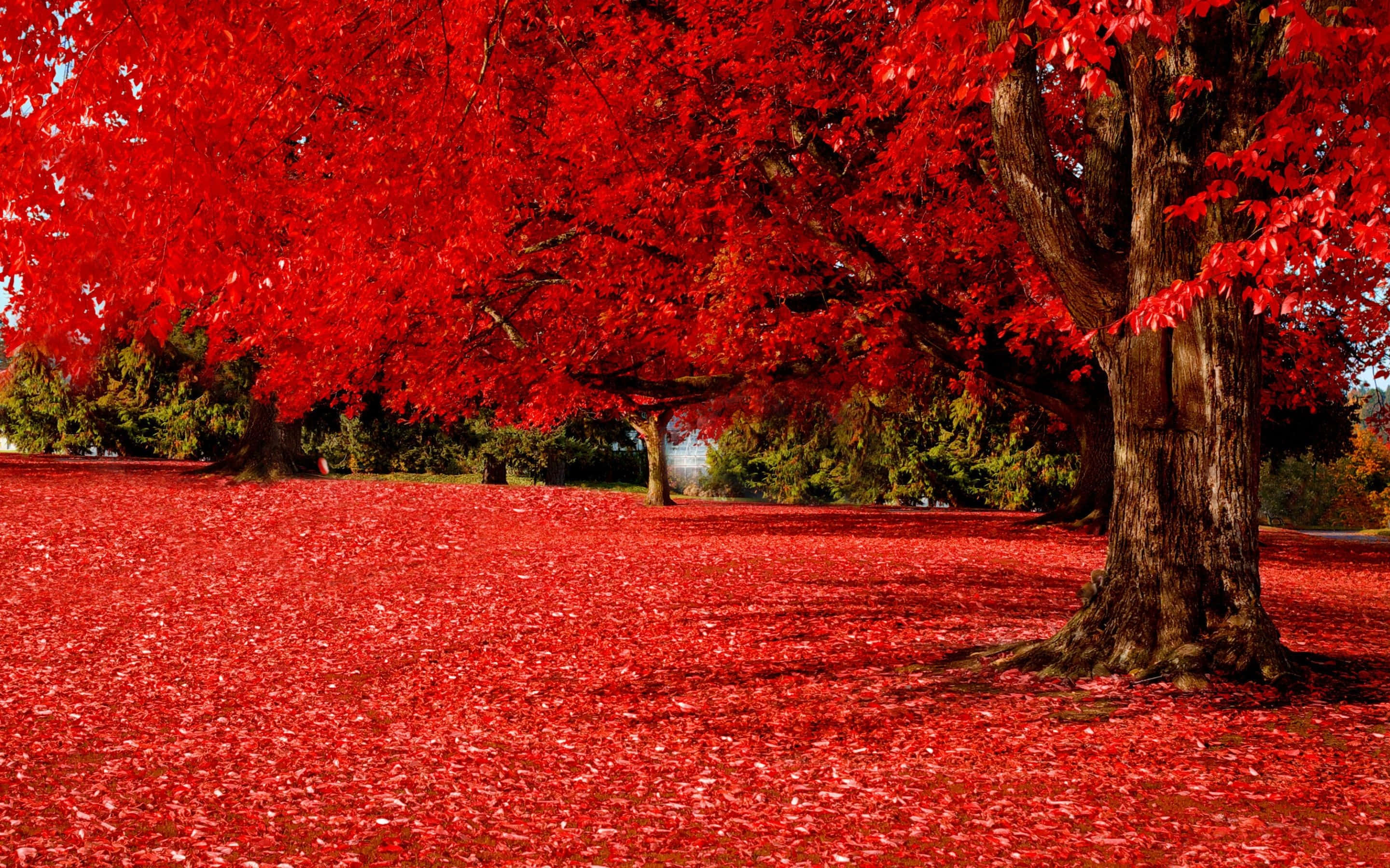 golden sunlight, autumn park, fiery red leaves, 2K Desktop Wallpaper