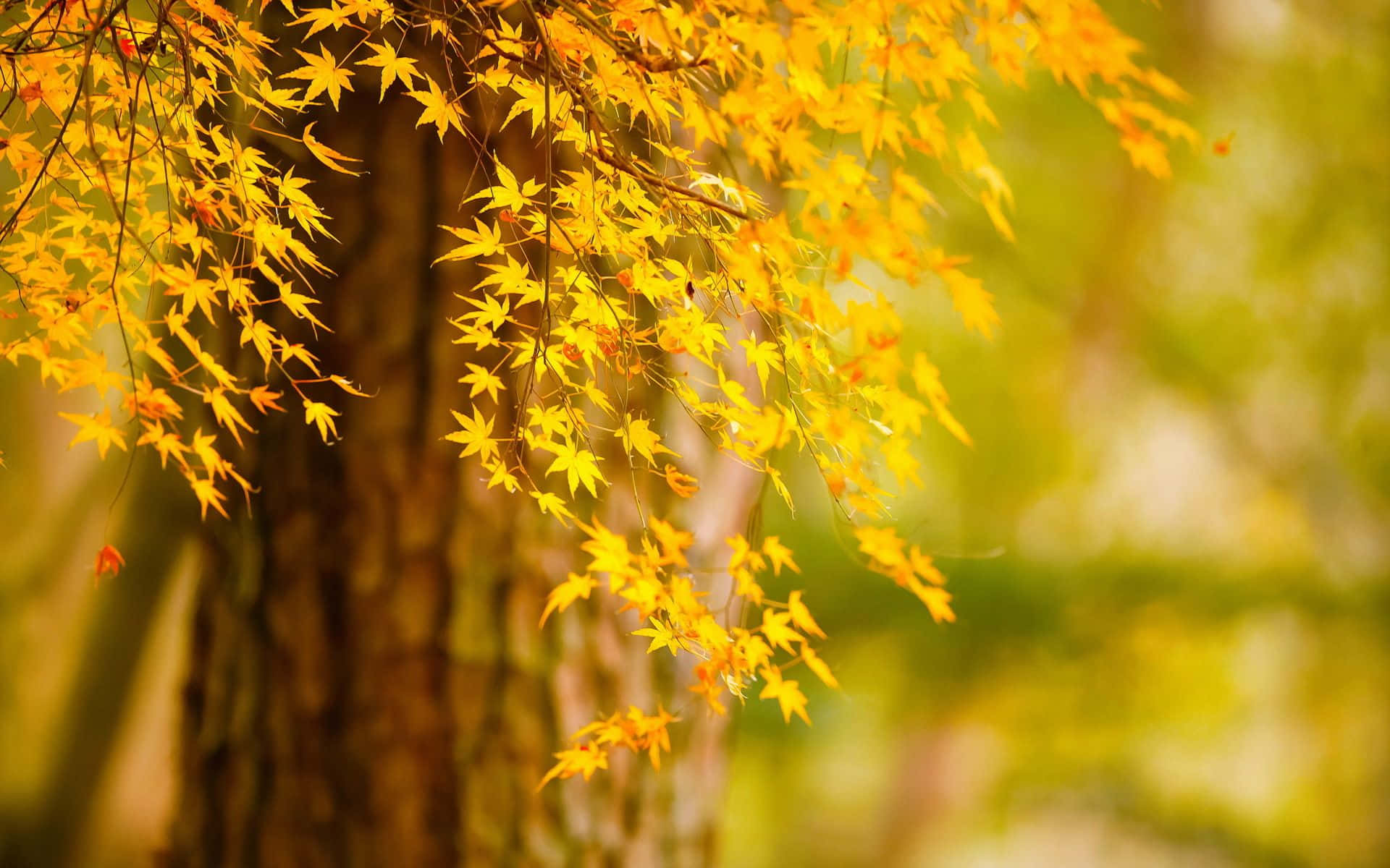golden maple leaves, tree trunk, soft blurred green background, Full HD Desktop Wallpaper