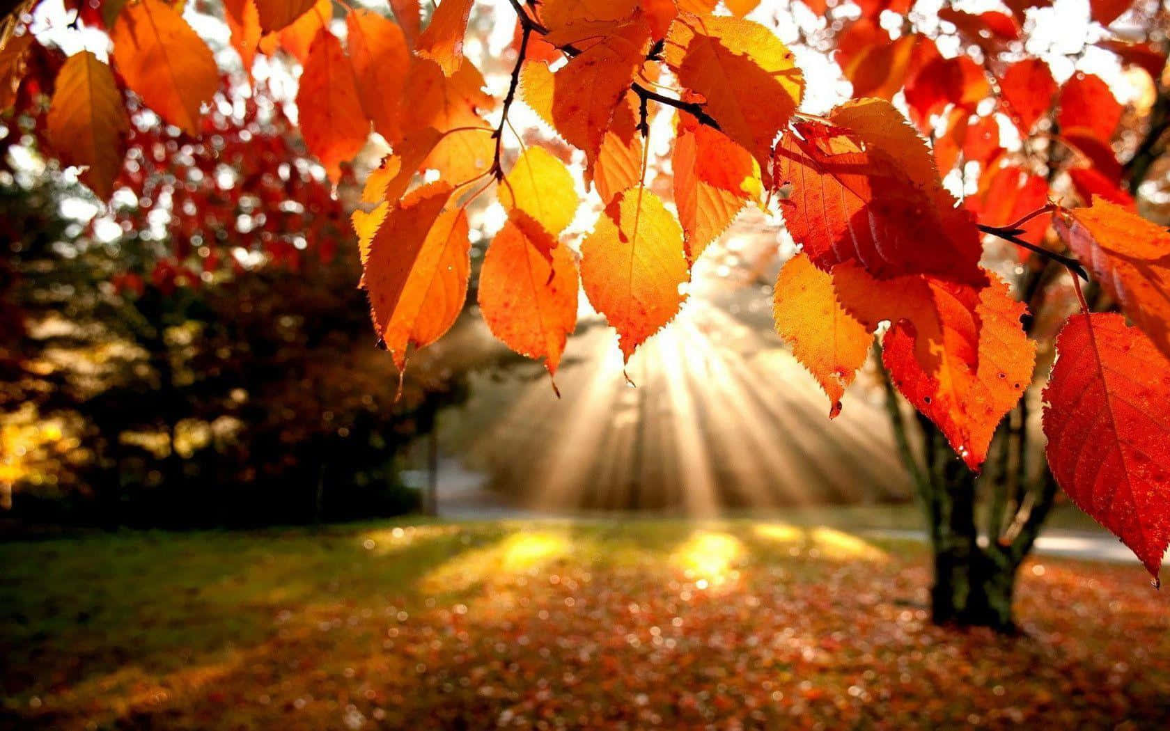HD Autumn, golden sunlight, vibrant orange leaves, HD Desktop Wallpaper
