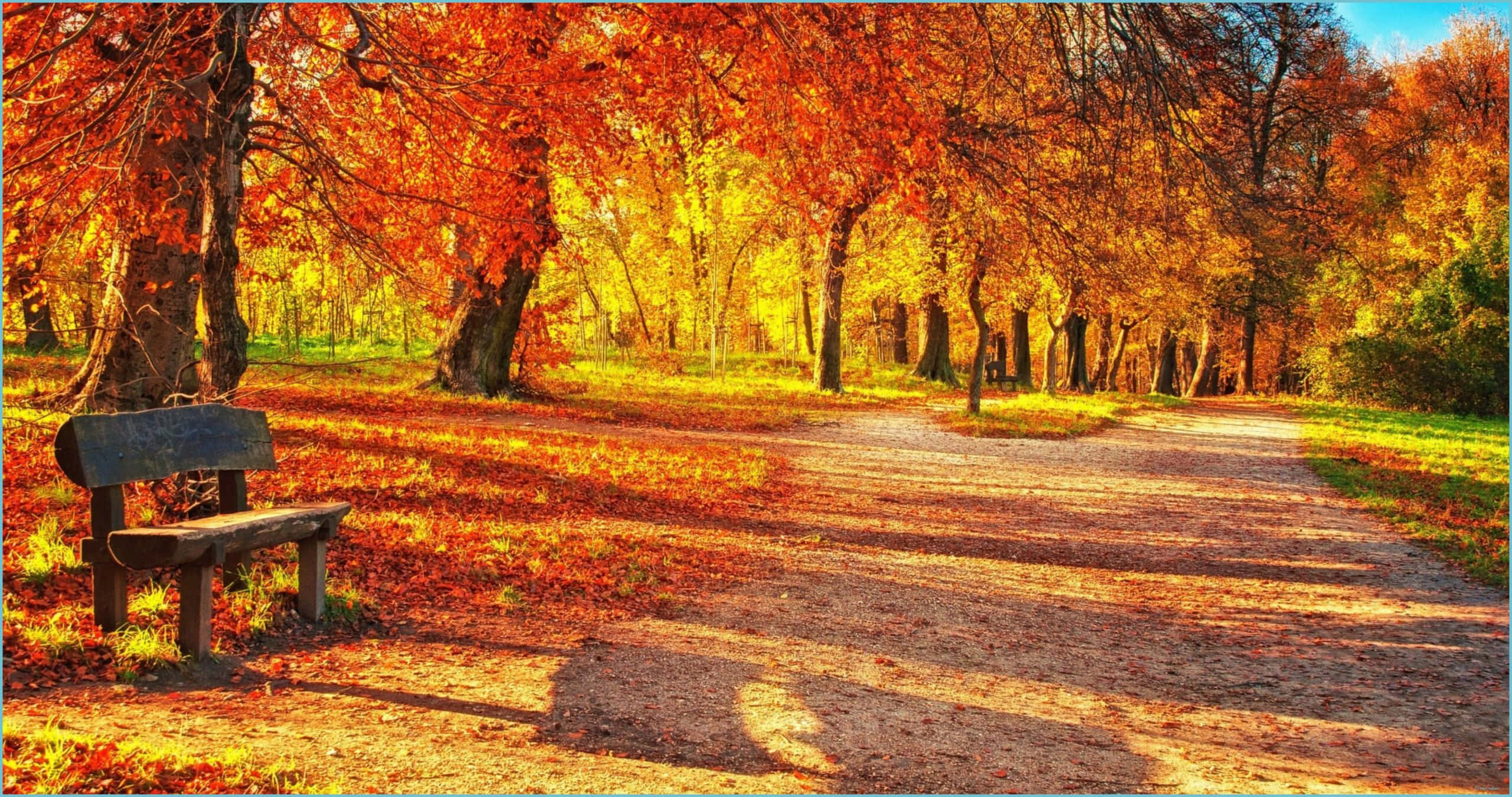 orange leaves, red leaves, yellow leaves, 2K Desktop Wallpaper